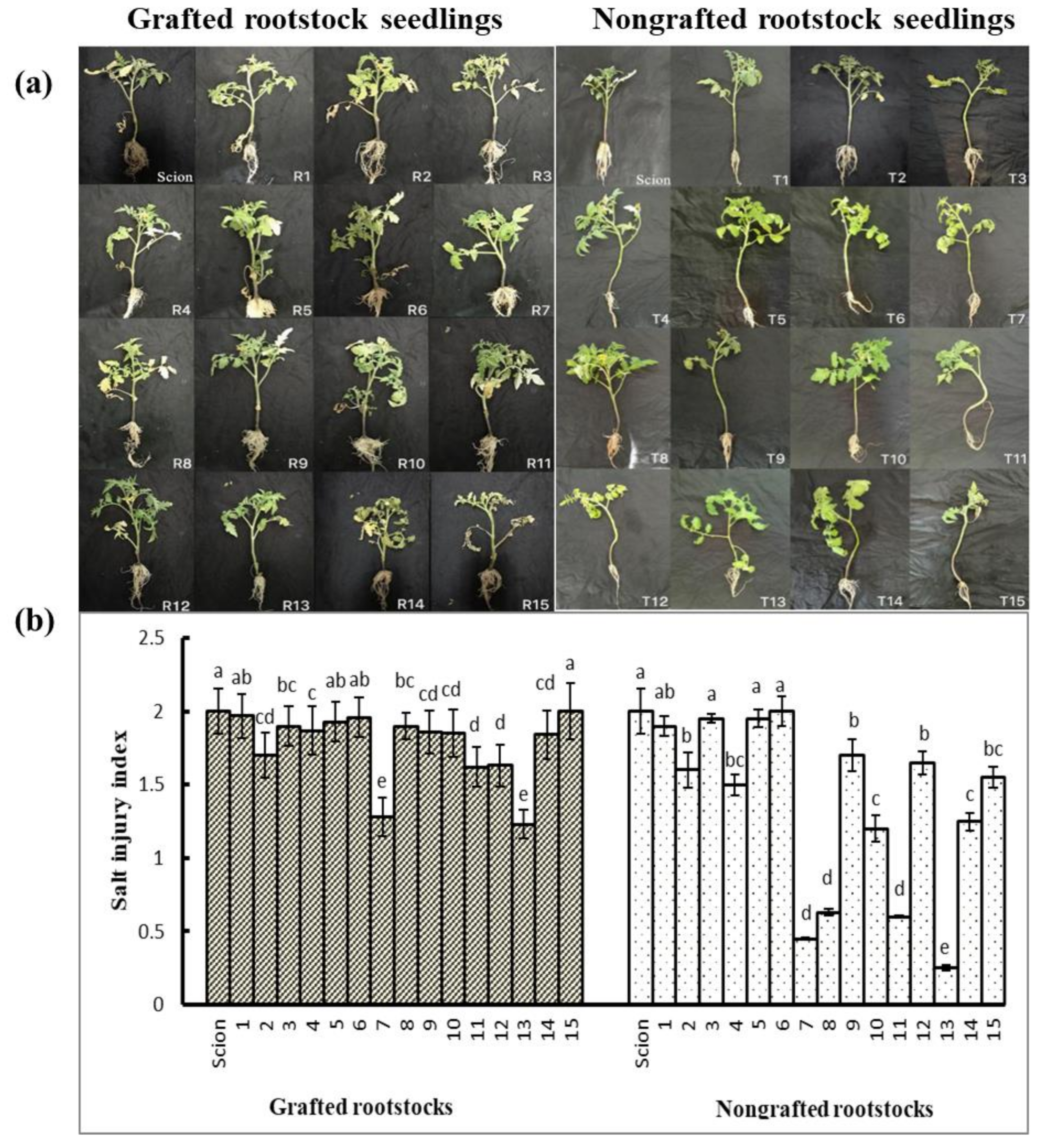 Horticulturae 08 00595 g004