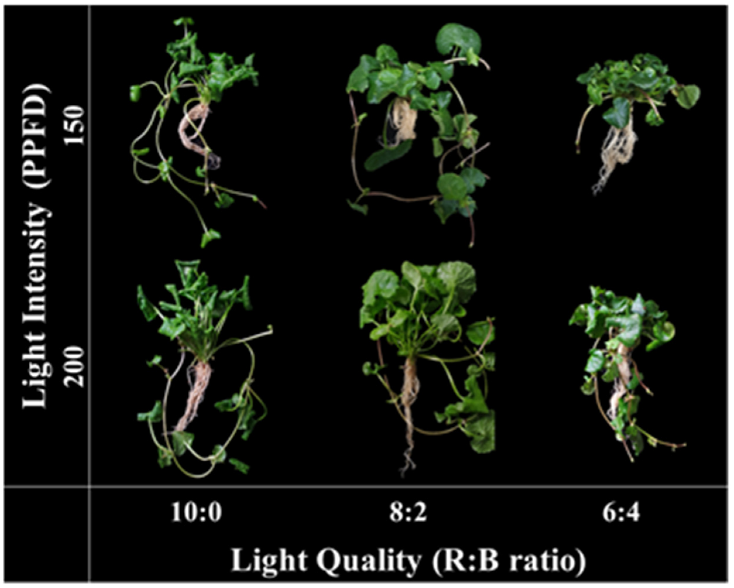 Horticulturae 08 00601 g002