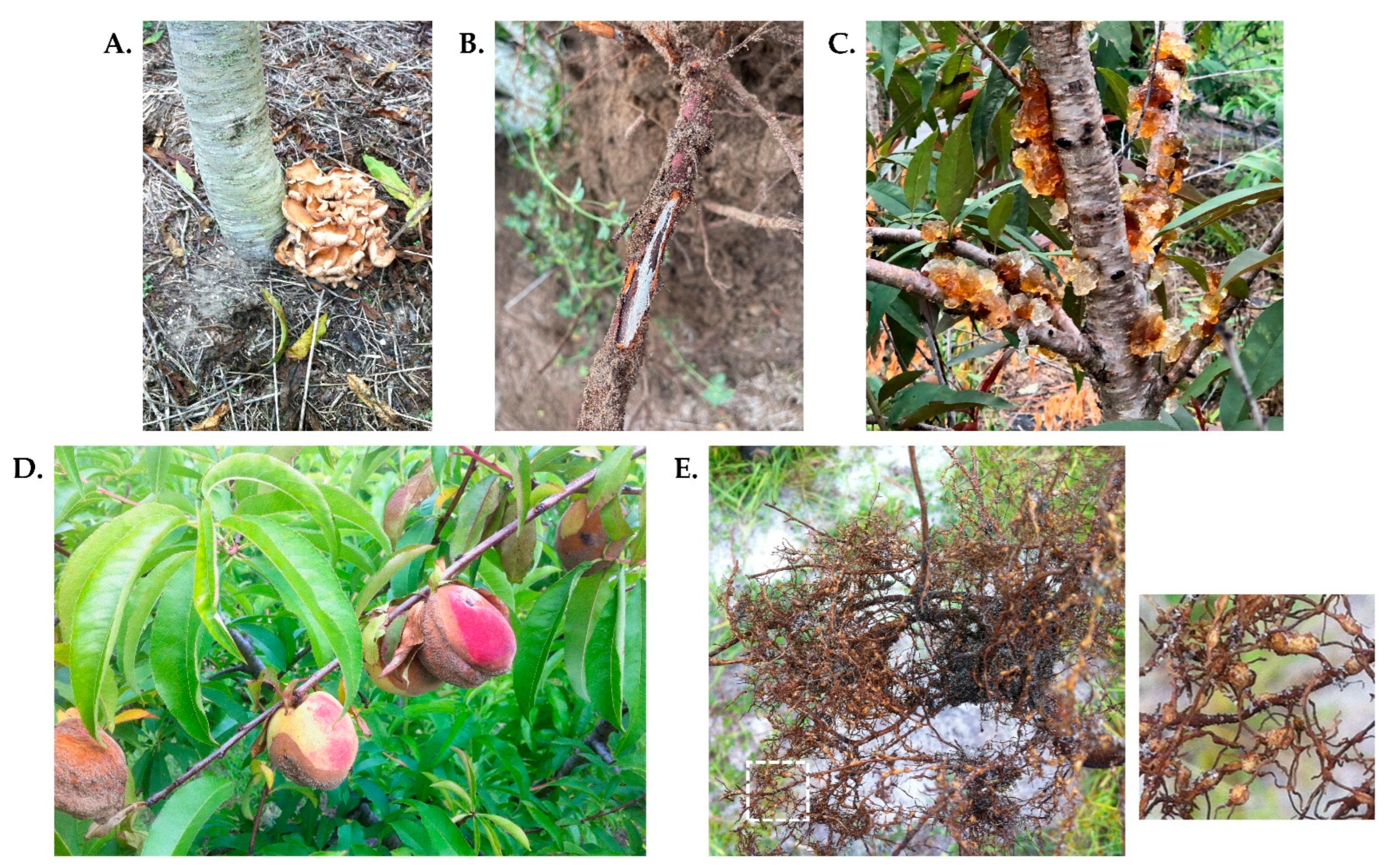 Horticulturae | Free Full-Text | Rootstocks for Commercial Peach Production  in the Southeastern United States: Current Research, Challenges, and  Opportunities