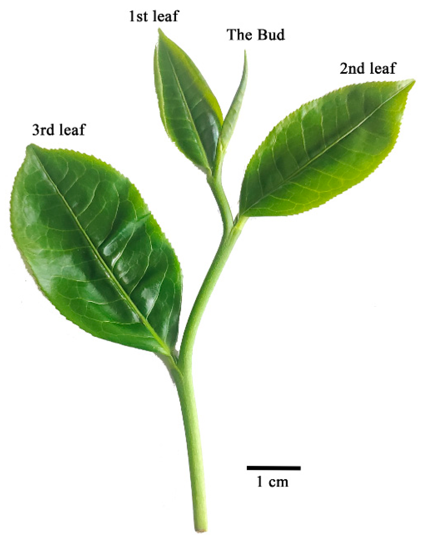 Horticulturae 08 00623 g001