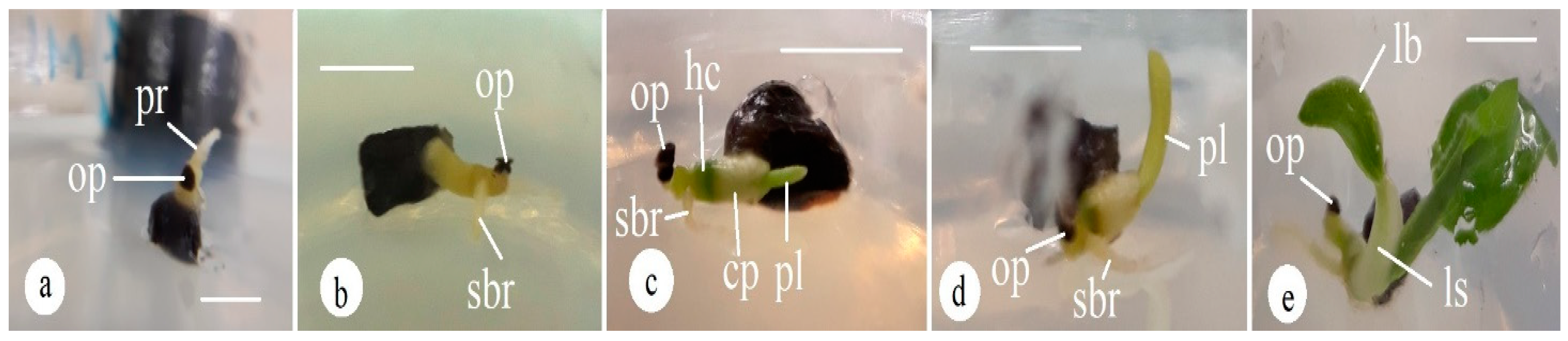 Horticulturae 08 00640 g003 Horticulturae 08 00640 g003