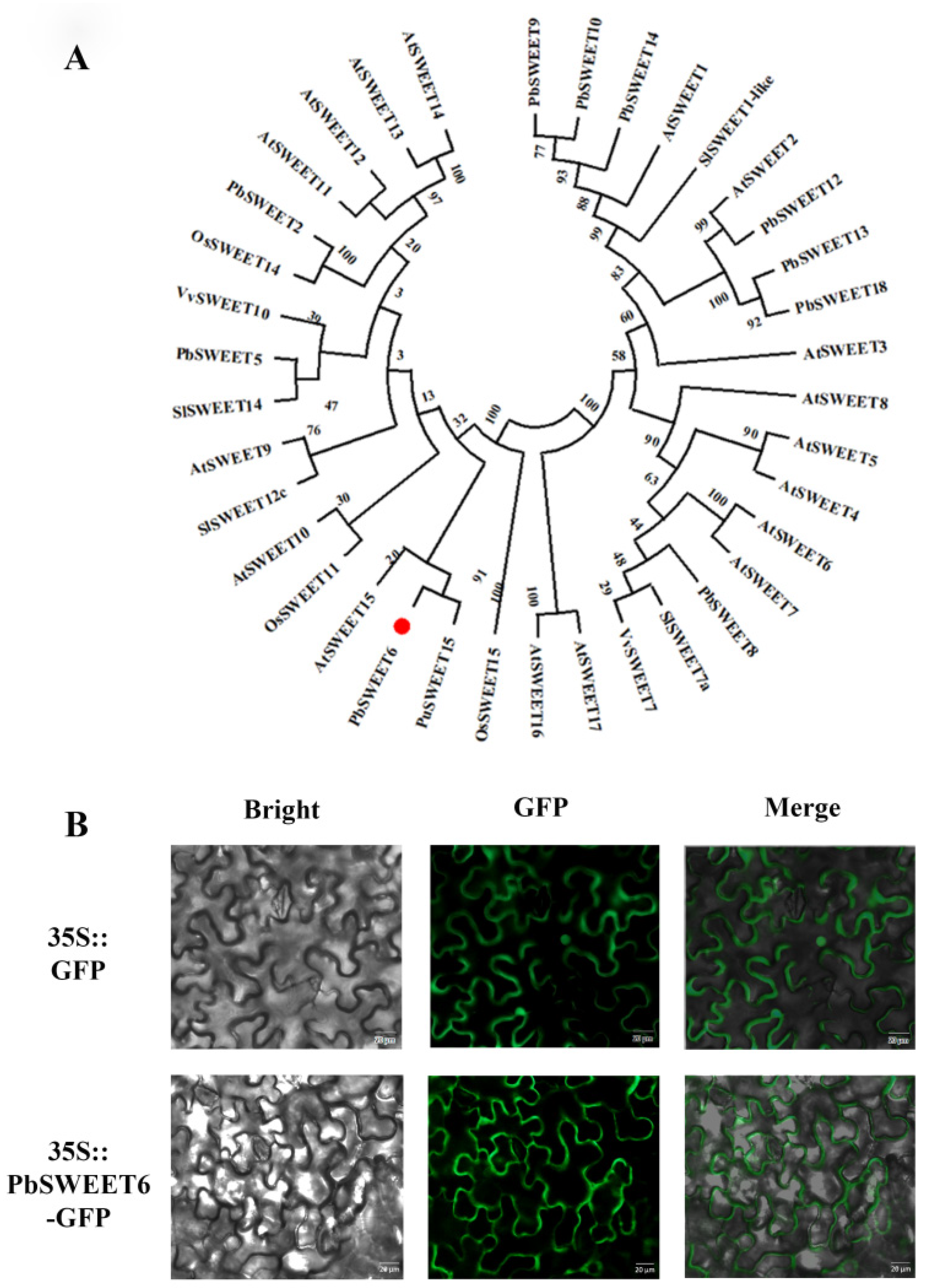 Horticulturae 08 00649 g004