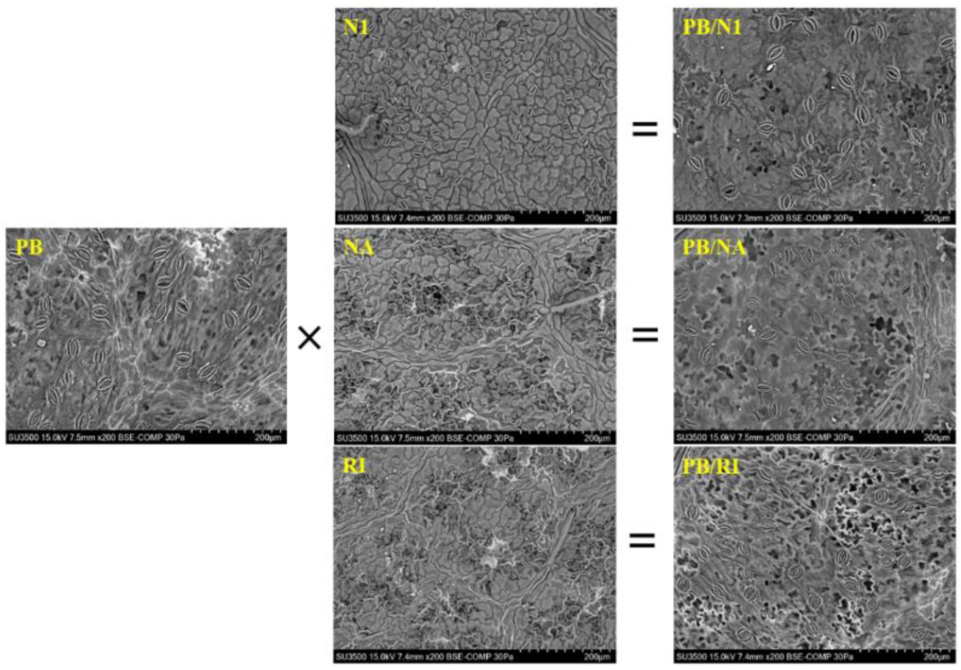 Horticulturae 08 00655 g005 Horticulturae 08 00655 g005