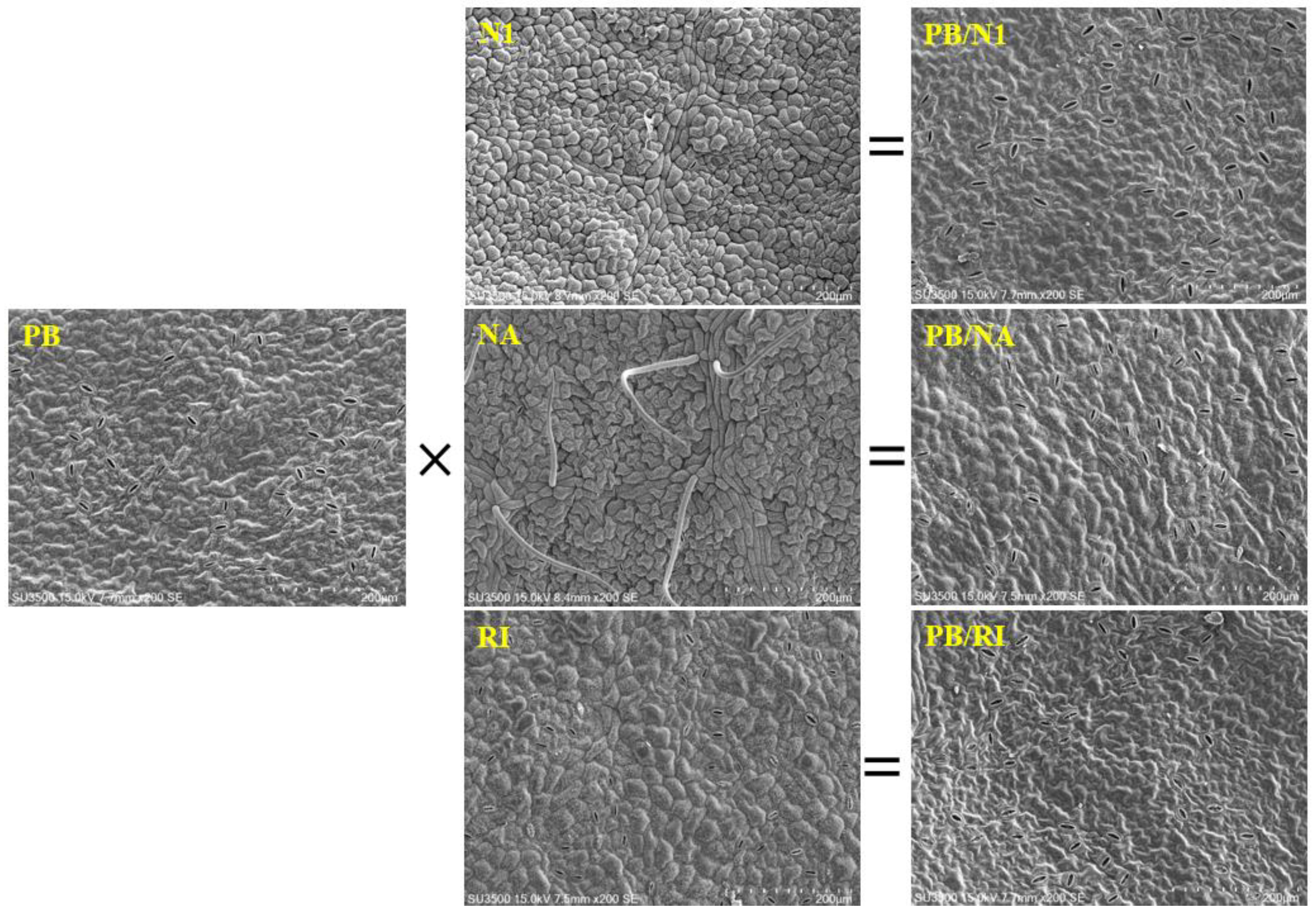 Horticulturae 08 00655 g006 Horticulturae 08 00655 g006