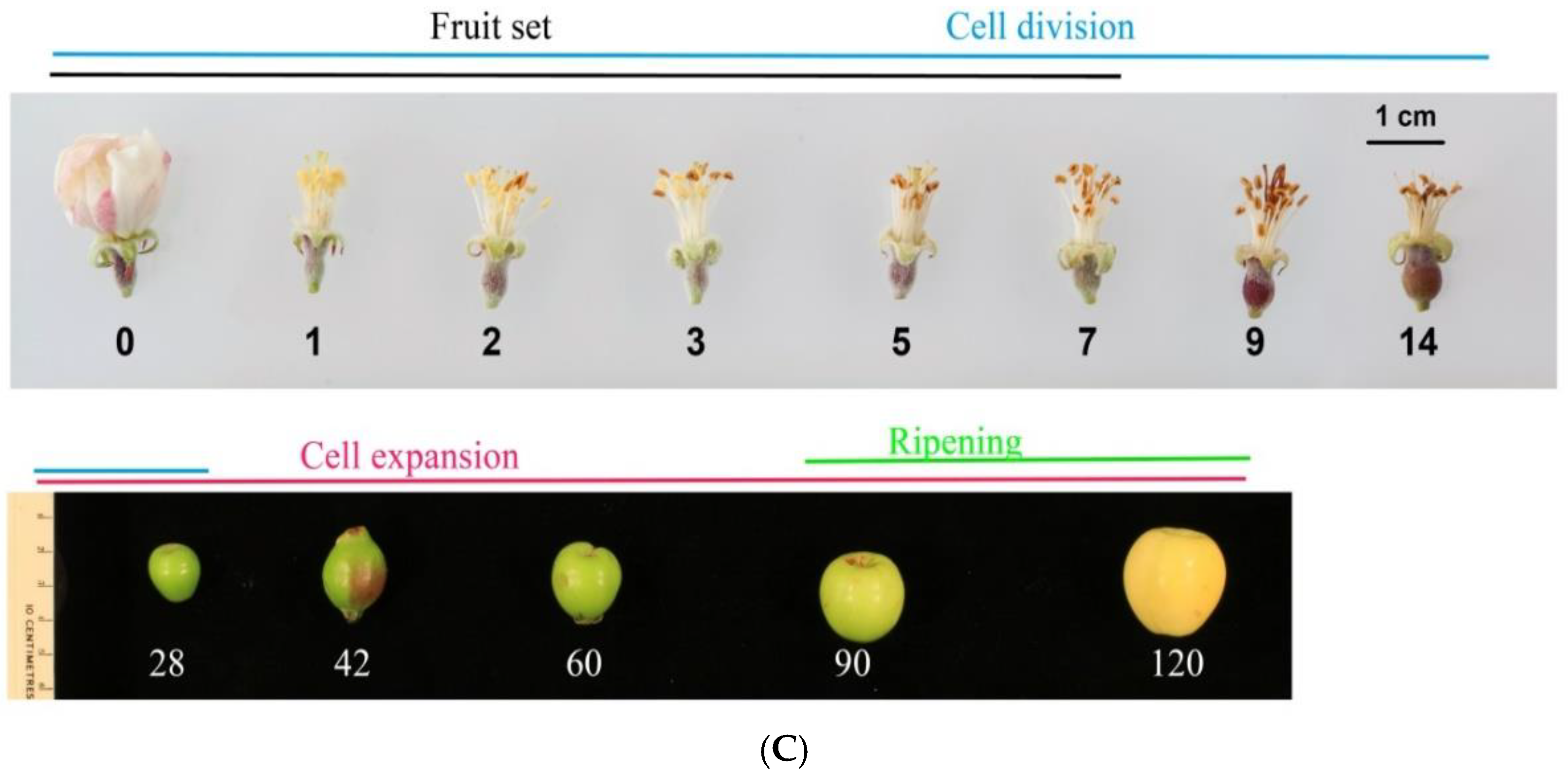 Horticulturae 08 00657 g001b Horticulturae 08 00657 g001b