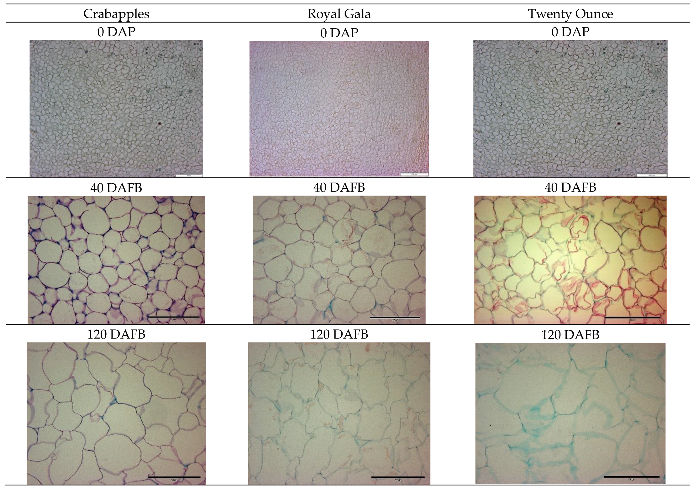 Horticulturae 08 00657 g004 Horticulturae 08 00657 g004