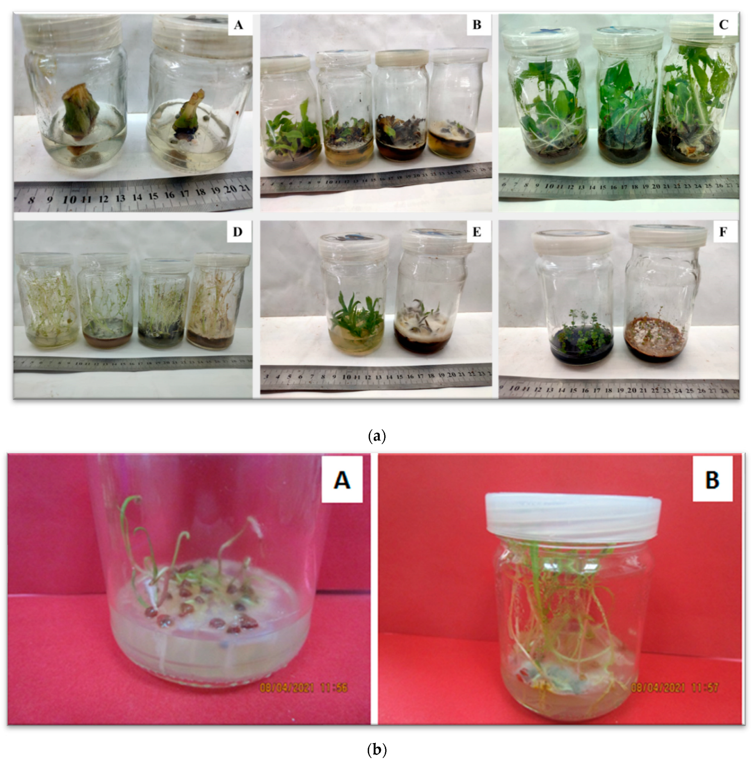 PDF] Impact of culture vessels on micro-morphological features of in vitro  Dendrobium Sabin Blue orchid