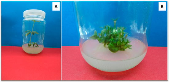 PDF] Impact of culture vessels on micro-morphological features of in vitro  Dendrobium Sabin Blue orchid