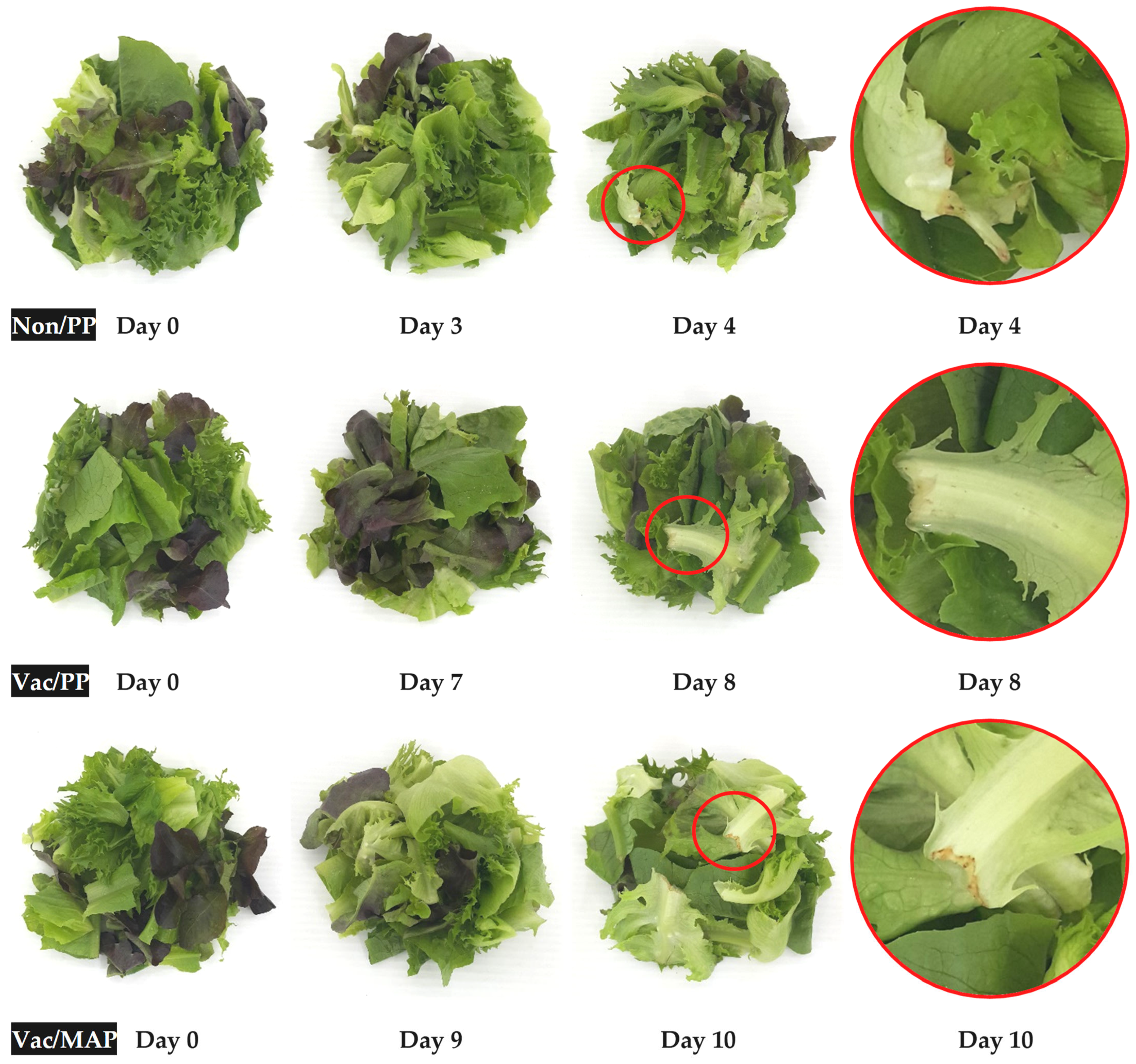 7 Different Types of Lettuce with Pictures