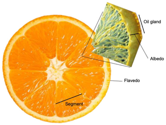 52 Types of Oranges Grown- Beyond the Popular Types 🍊