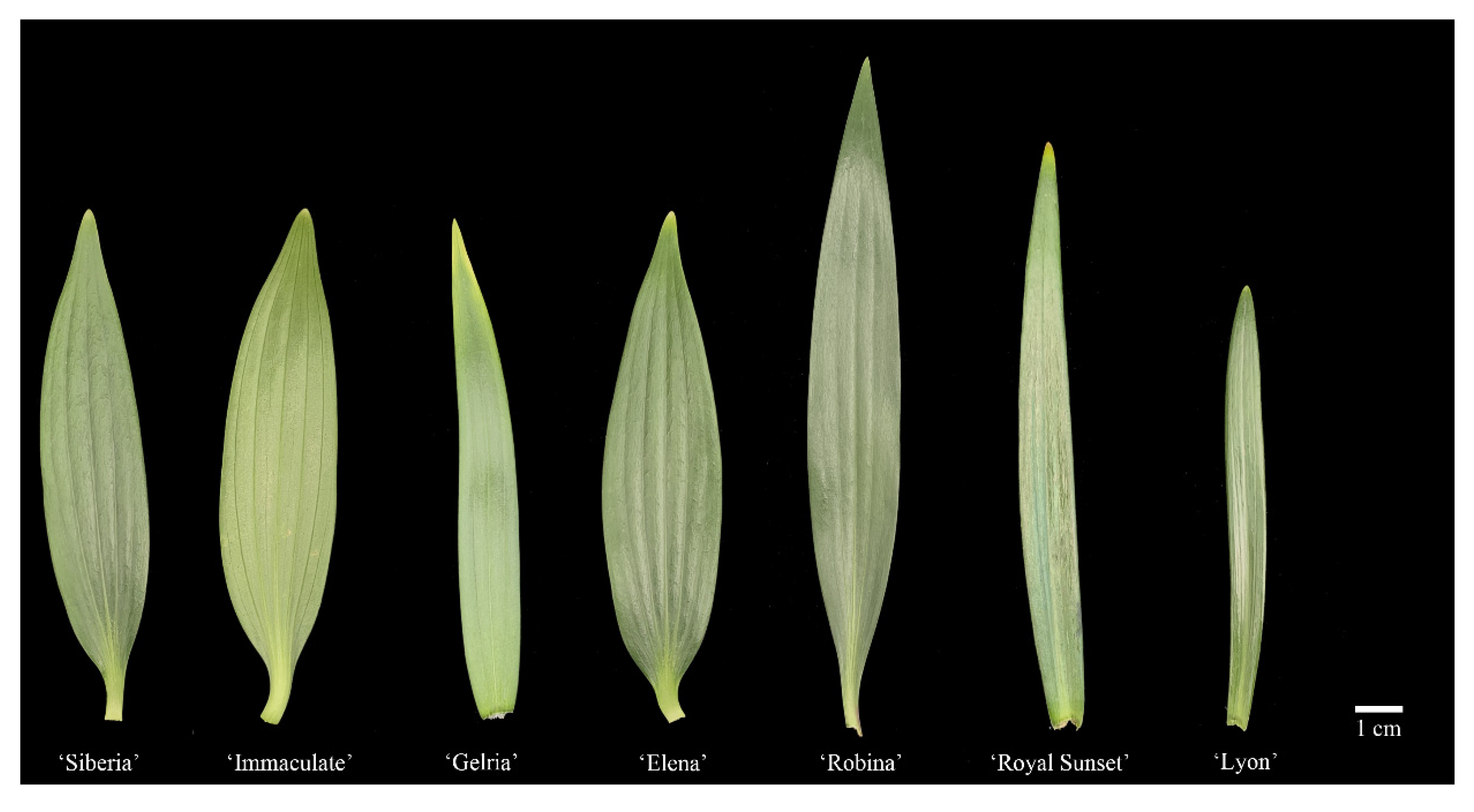 Horticulturae 08 00786 g002