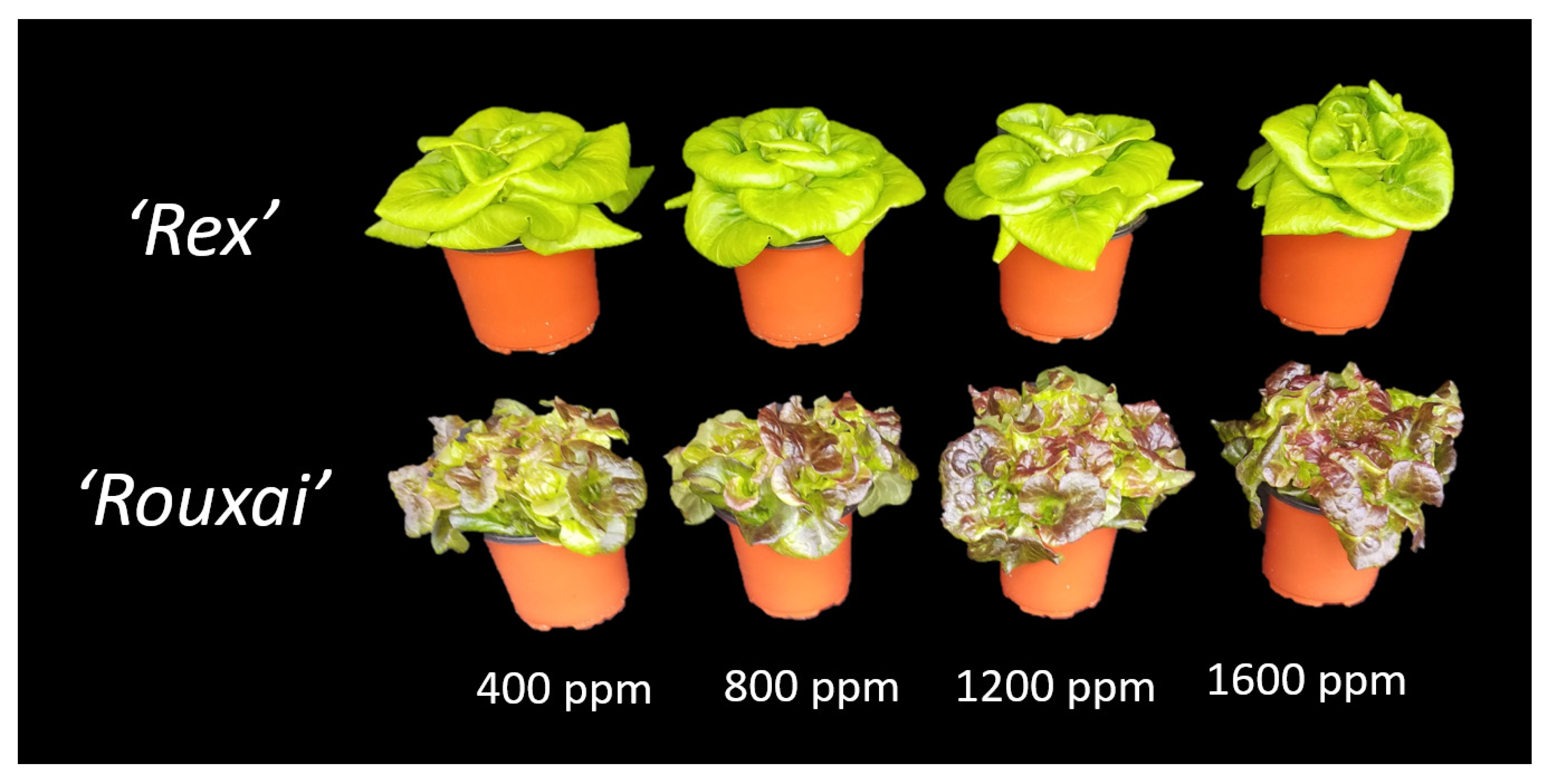 Horticulturae | Free Full-Text | The Impact of CO2 Enrichment on