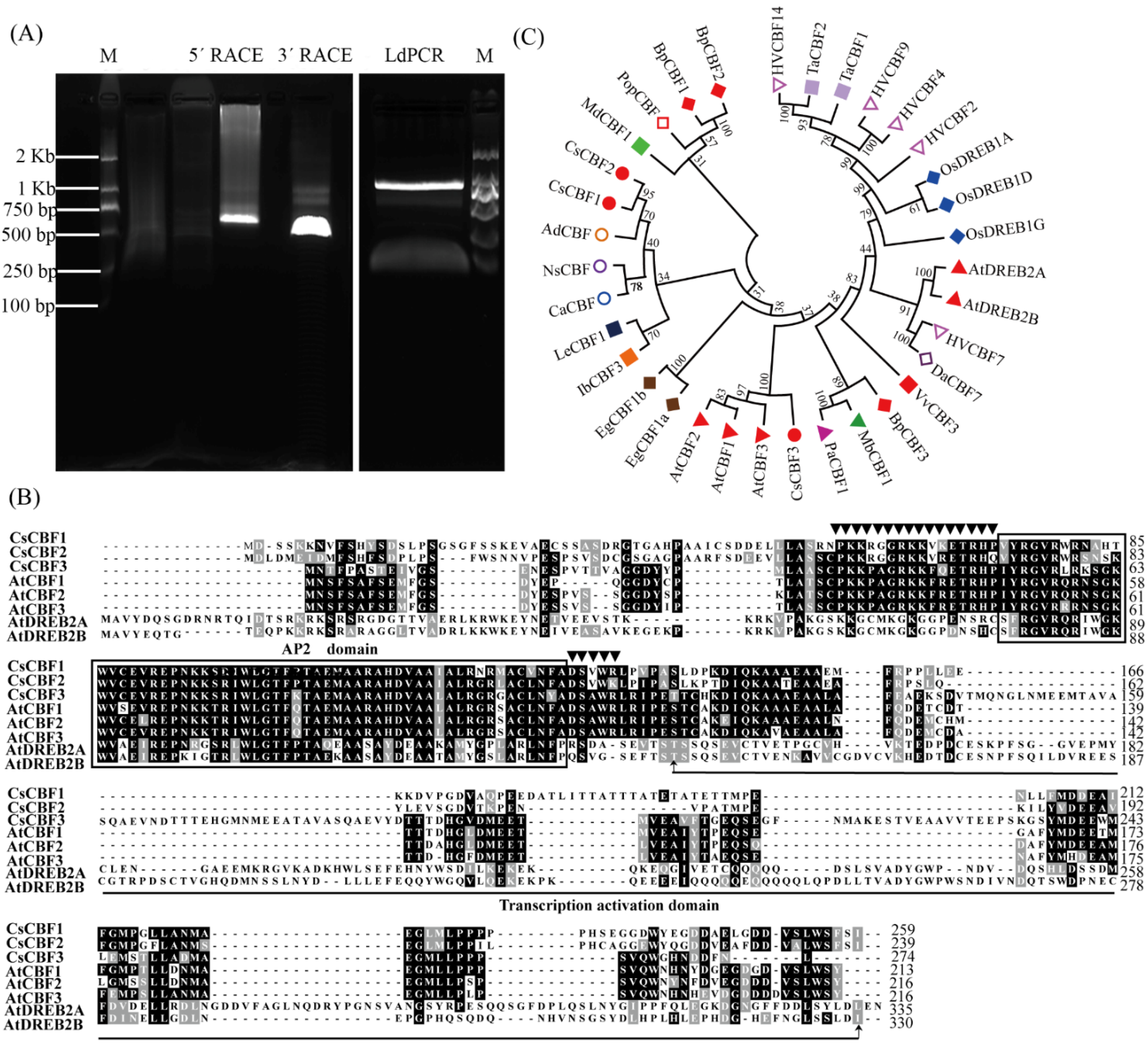 Horticulturae 08 00853 g001 Horticulturae 08 00853 g001