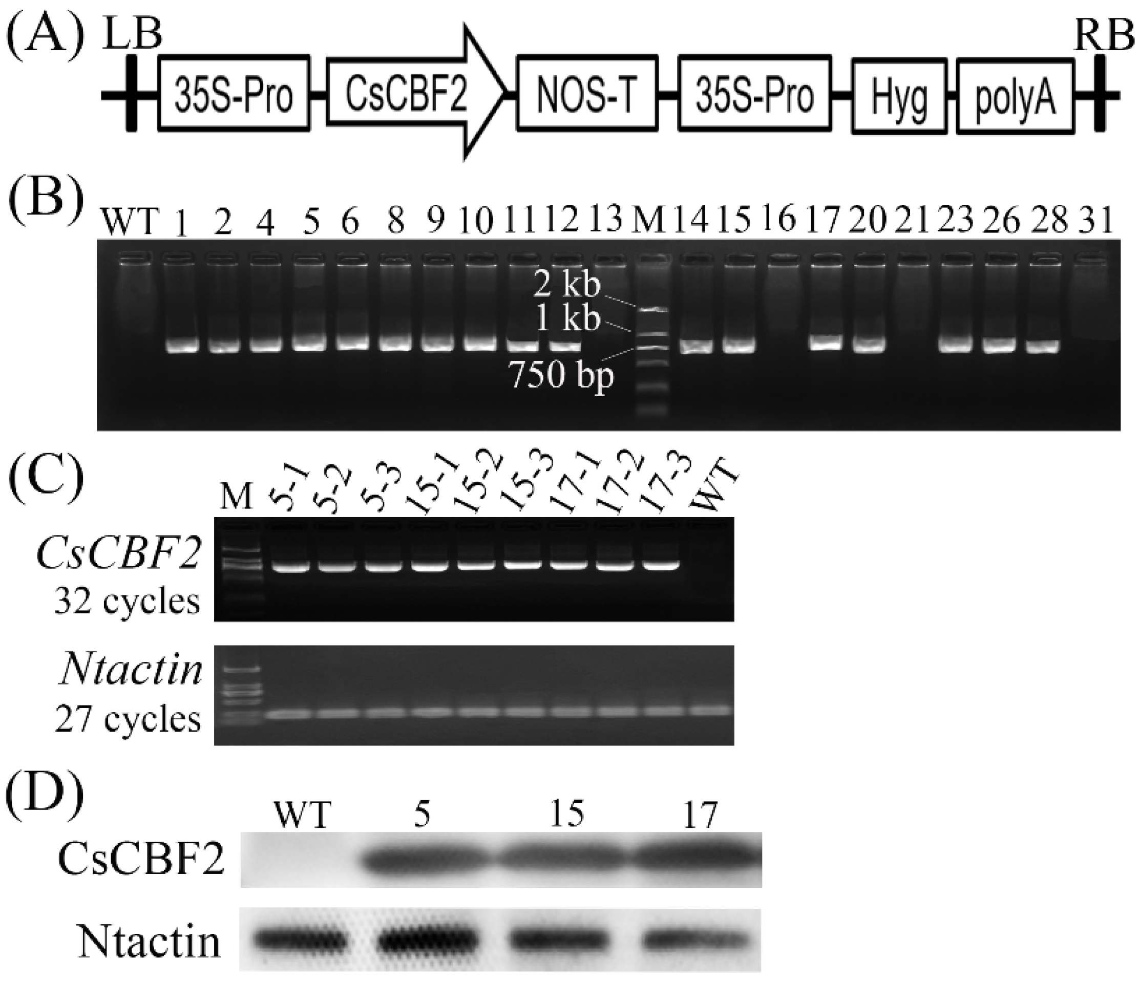 Horticulturae 08 00853 g003 Horticulturae 08 00853 g003