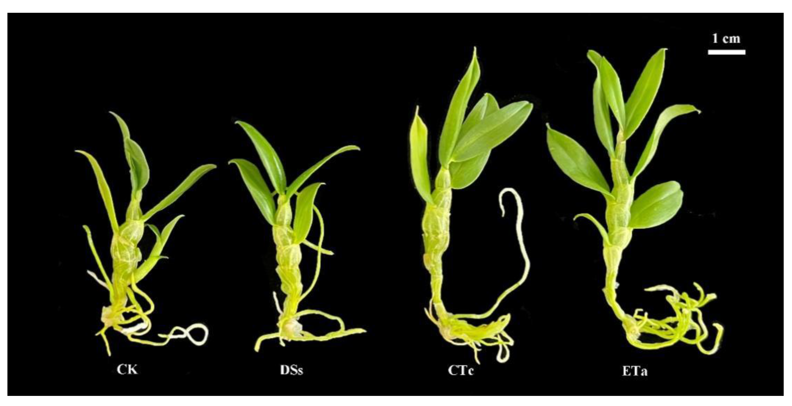 Horticulturae 08 00861 g003