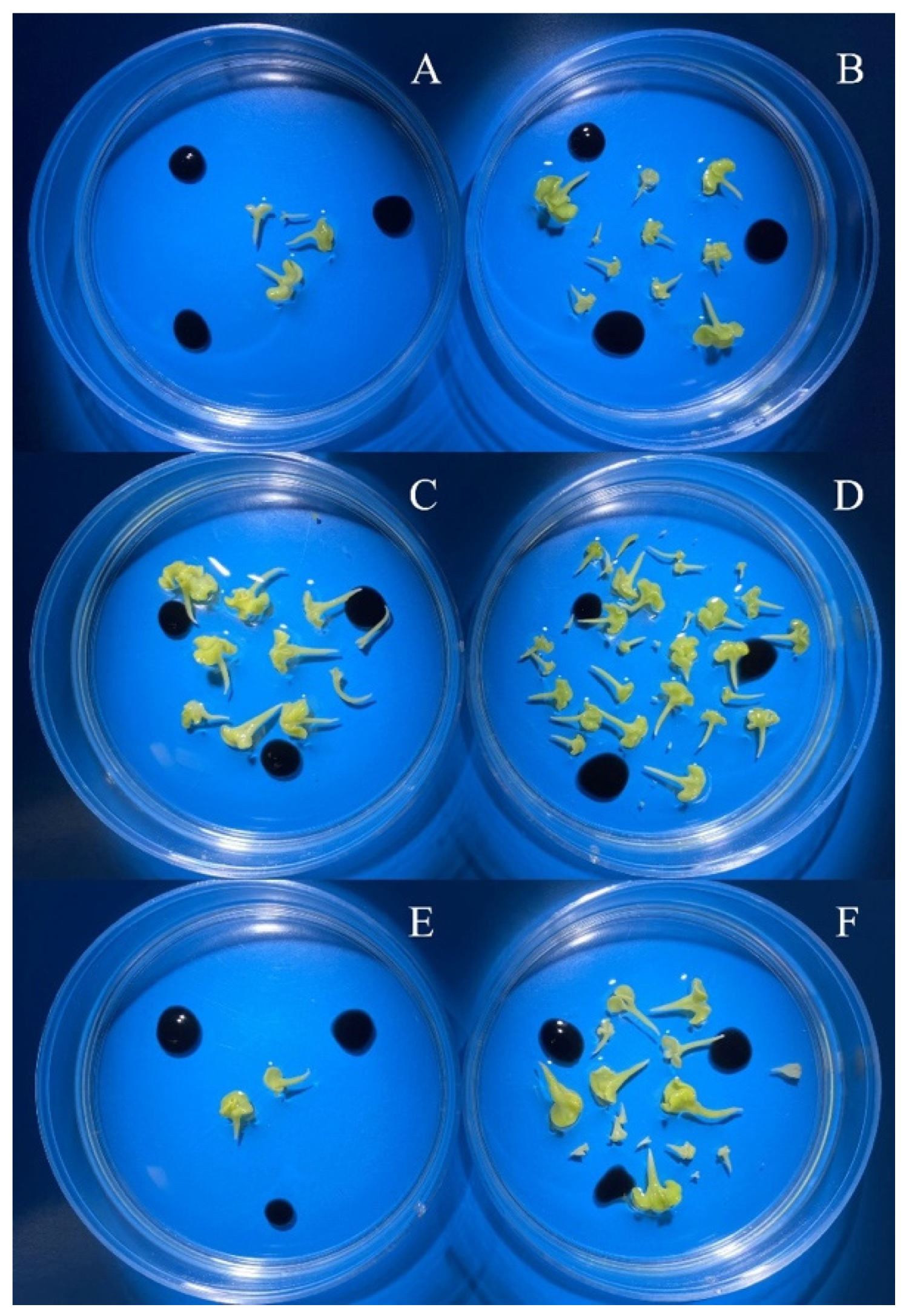 Horticulturae 08 00864 g005