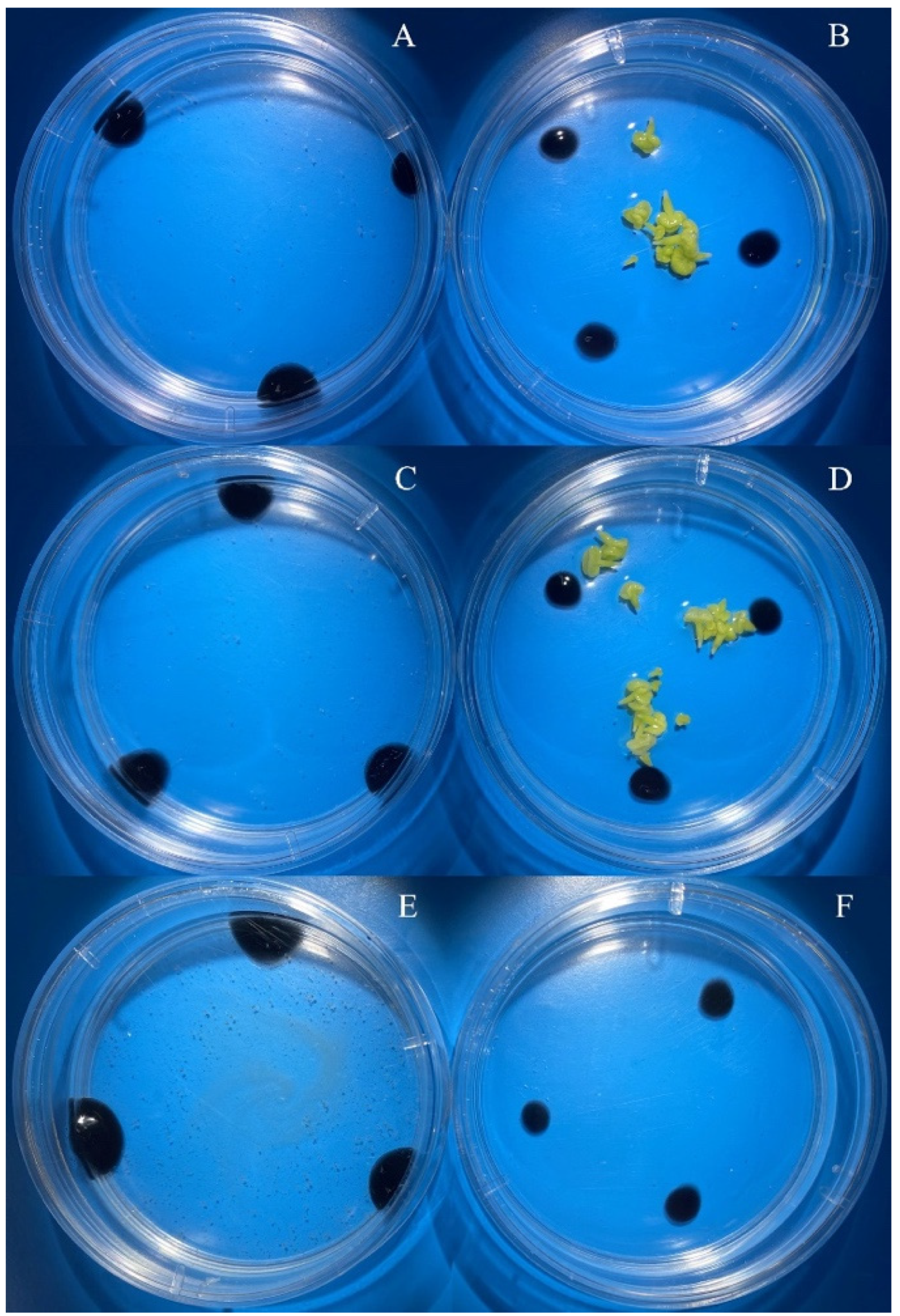 Horticulturae 08 00864 g006