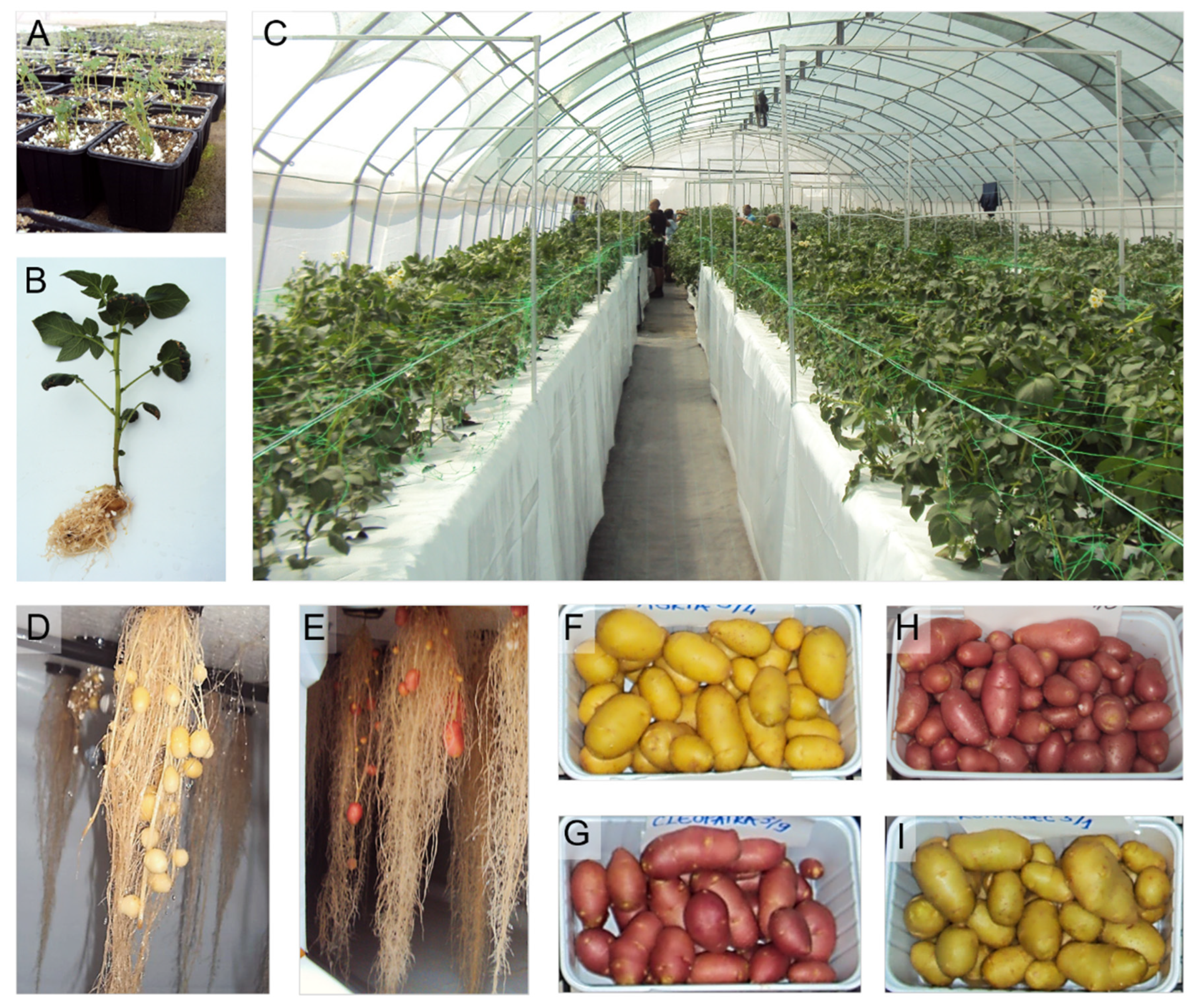 Horticulturae 08 00915 g003 Horticulturae 08 00915 g003
