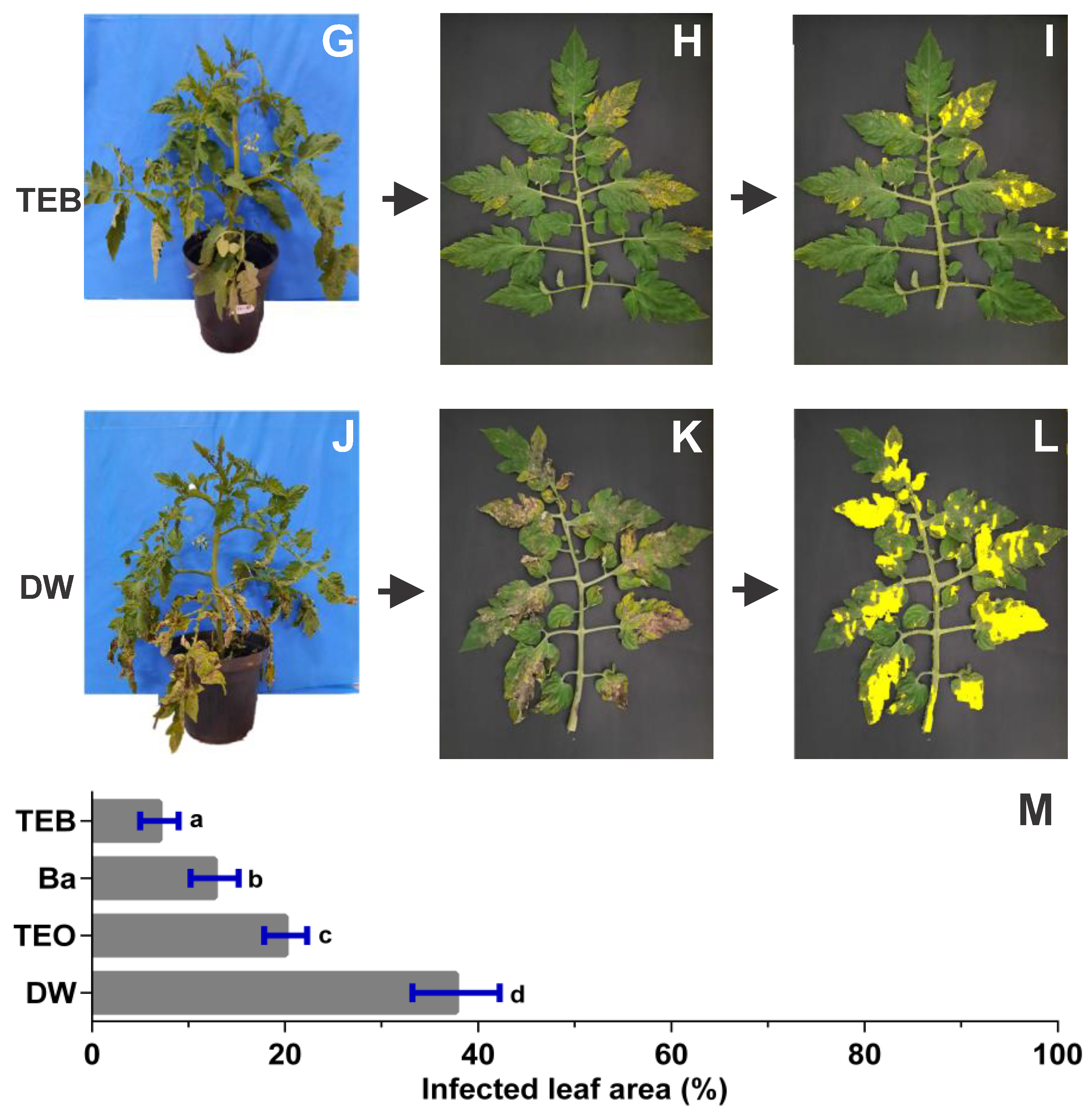 Horticulturae 08 00919 g004b Horticulturae 08 00919 g004b