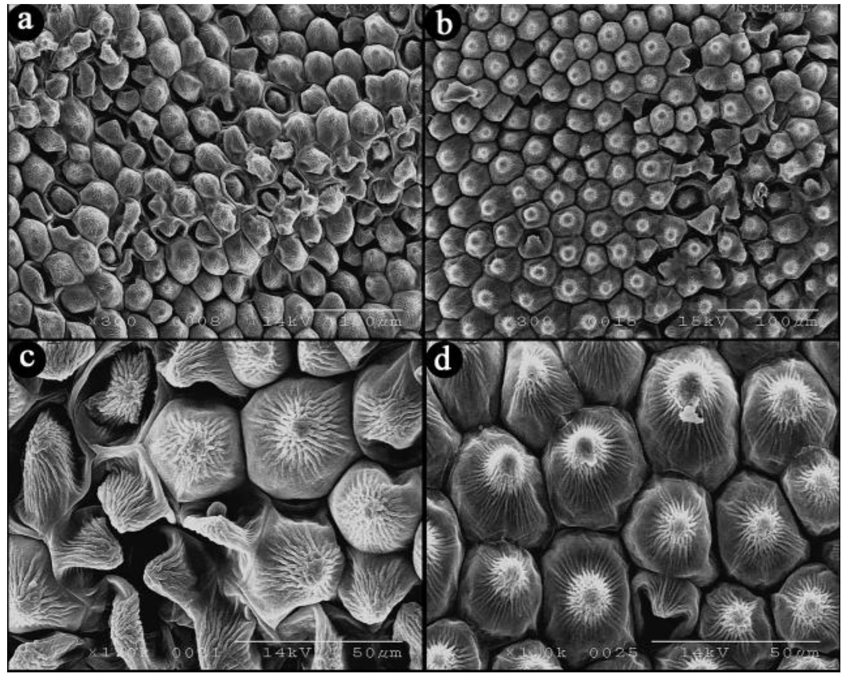 Horticulturae 08 00980 g006 Horticulturae 08 00980 g006