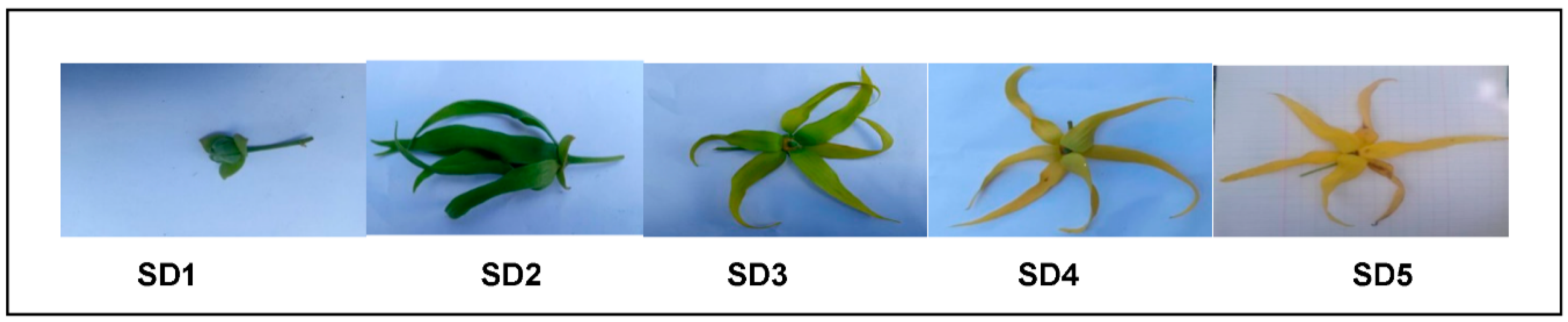 Horticulturae 08 00986 g001