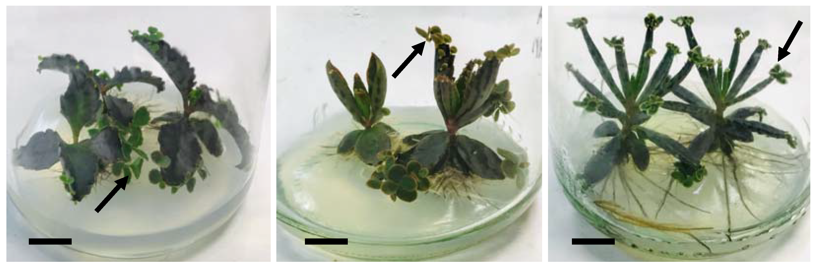 Horticulturae 08 00987 g001