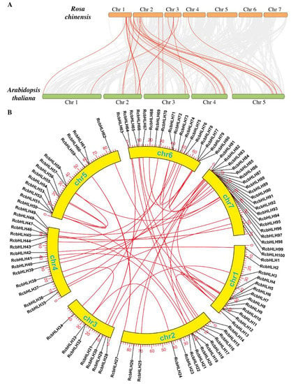 Molecular evolution and functional characterisation of an ancient