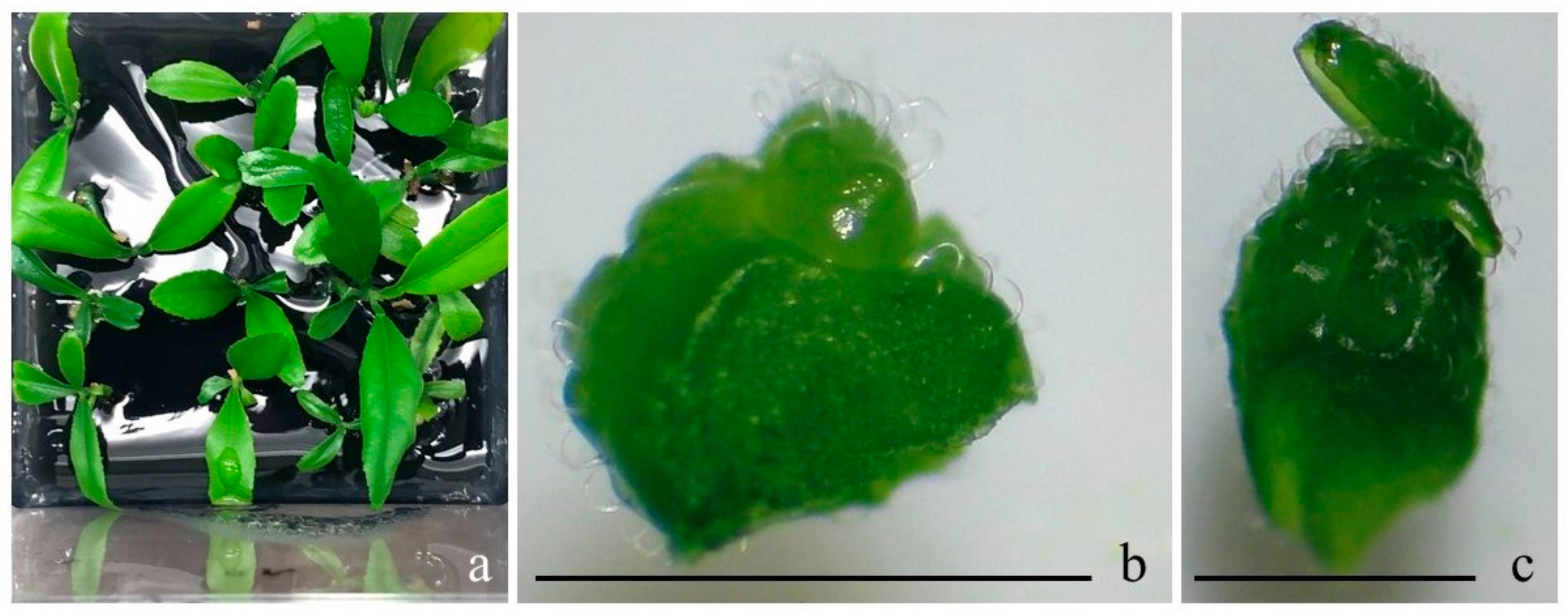 Horticulturae 08 00995 g001 Horticulturae 08 00995 g001