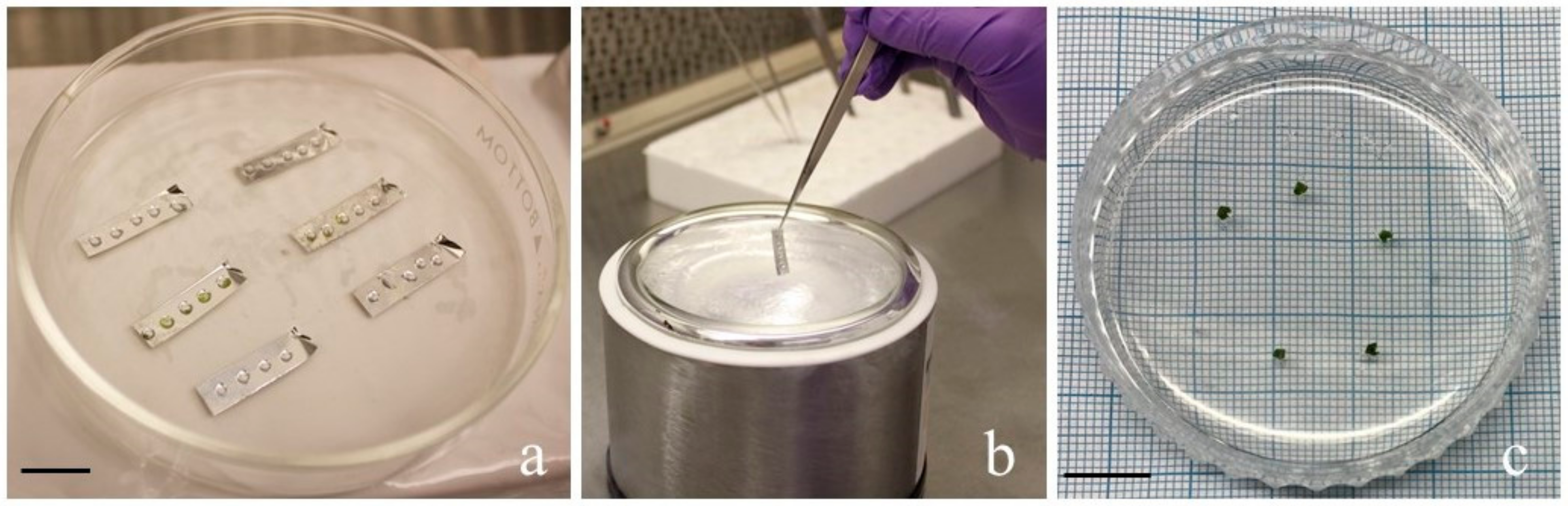 Horticulturae 08 00995 g003 Horticulturae 08 00995 g003