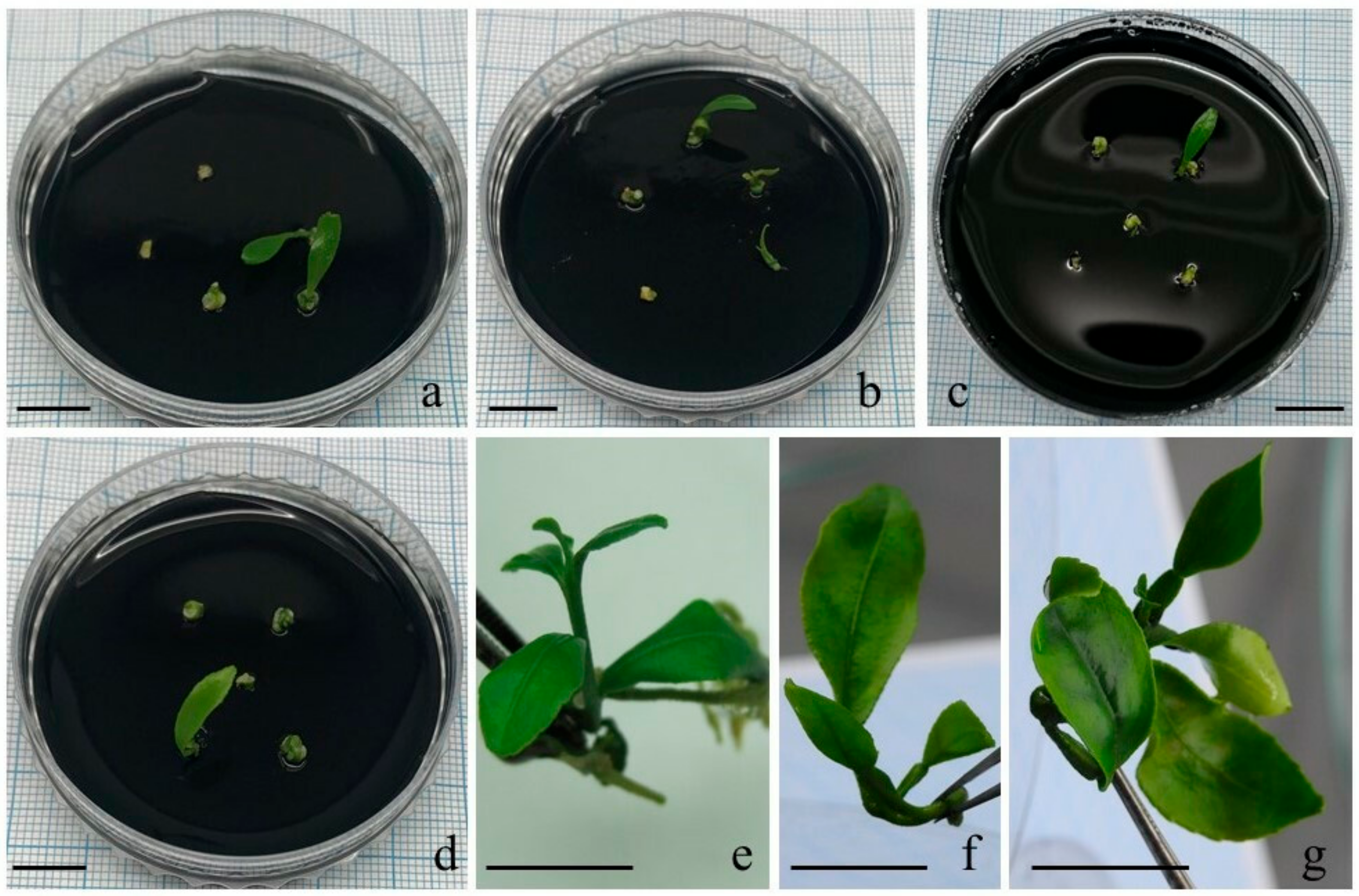 Horticulturae 08 00995 g004 Horticulturae 08 00995 g004