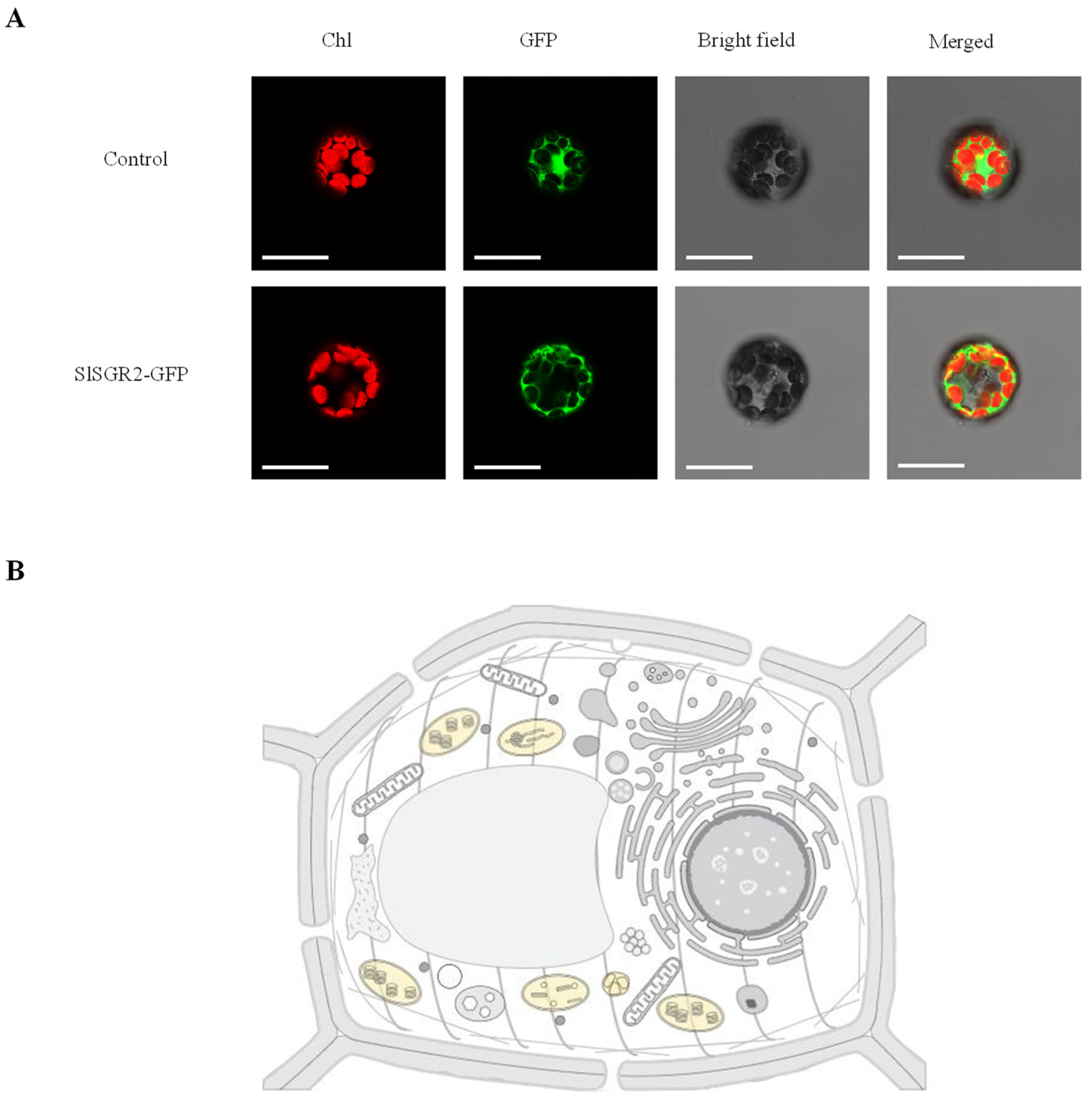 Horticulturae 08 01002 g005 Horticulturae 08 01002 g005