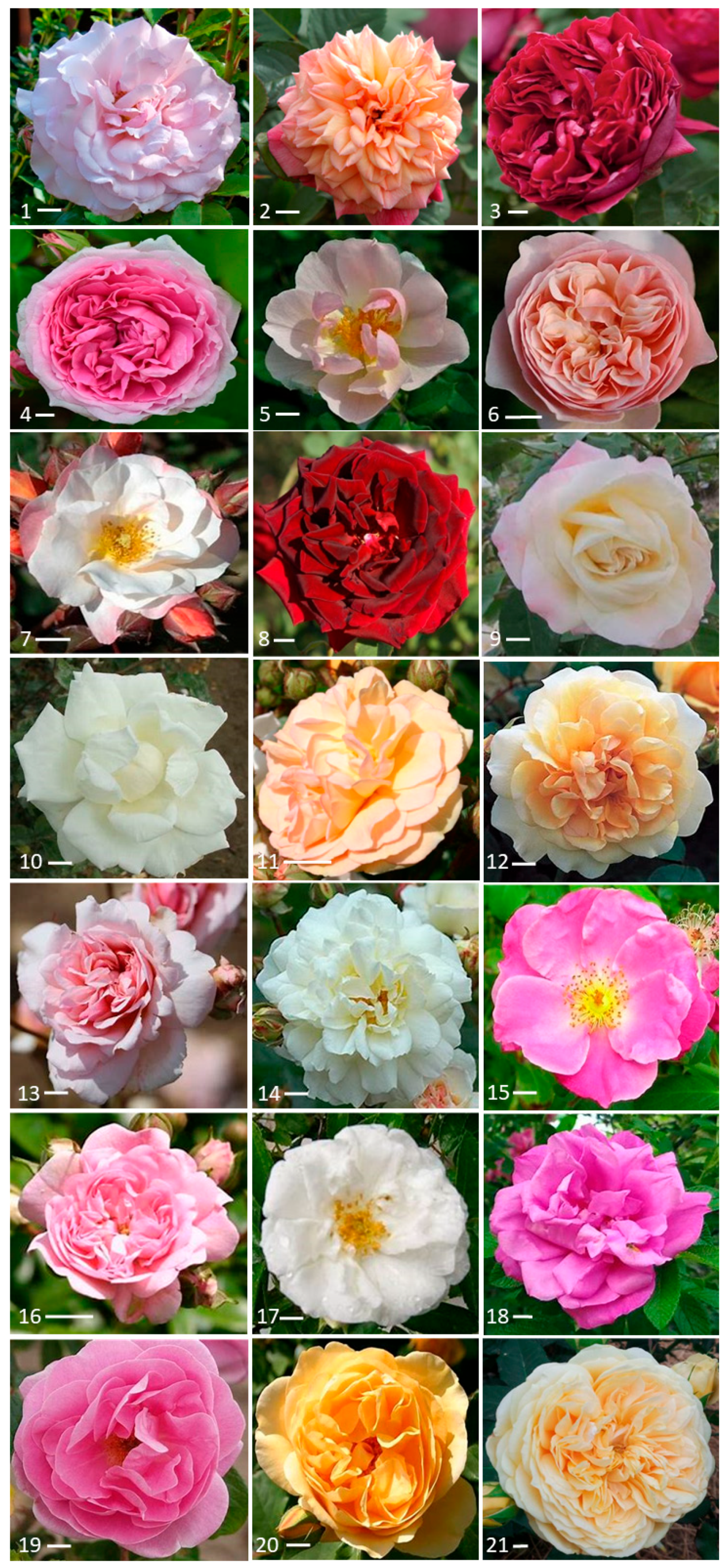 Horticulturae | Free Full-Text | The Contribution of Volatile Organic  Compounds (VOCs) Emitted by Petals and Pollen to the Scent of Garden Roses
