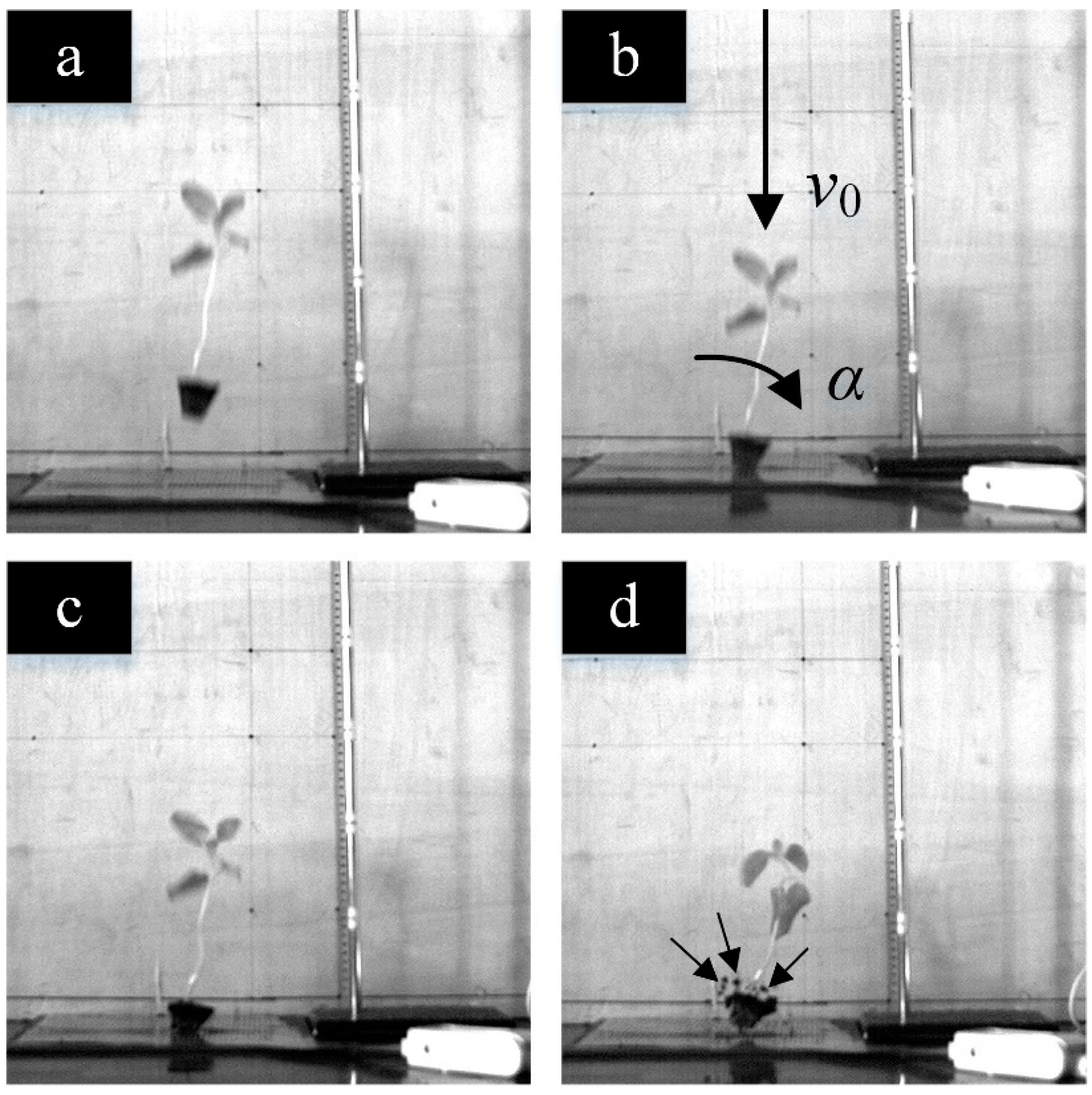 Horticulturae 08 01080 g005