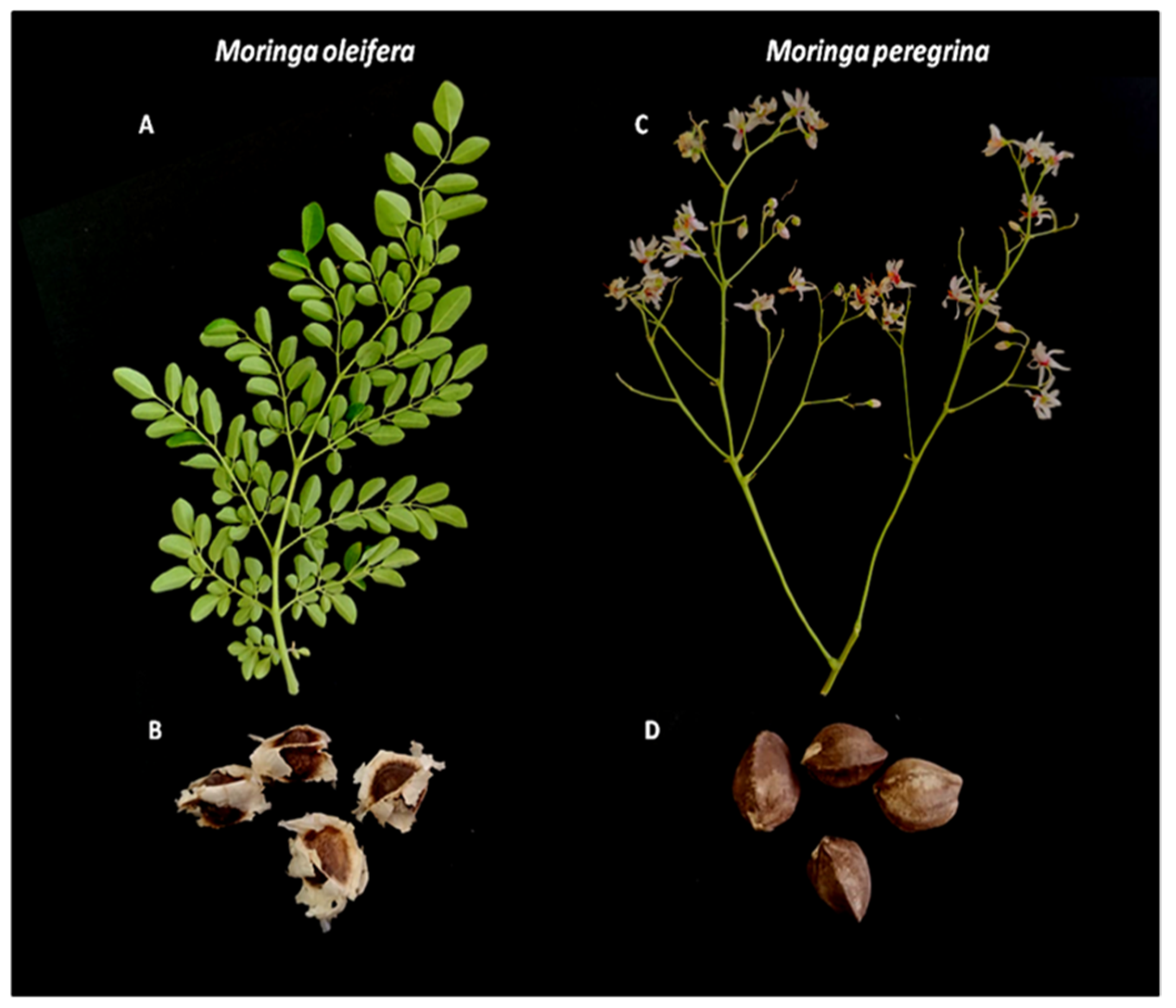 Horticulturae | Free Full-Text | Characterization of Phytochemical and  Nutrient Compounds from the Leaves and Seeds of Moringa oleifera and Moringa  peregrina