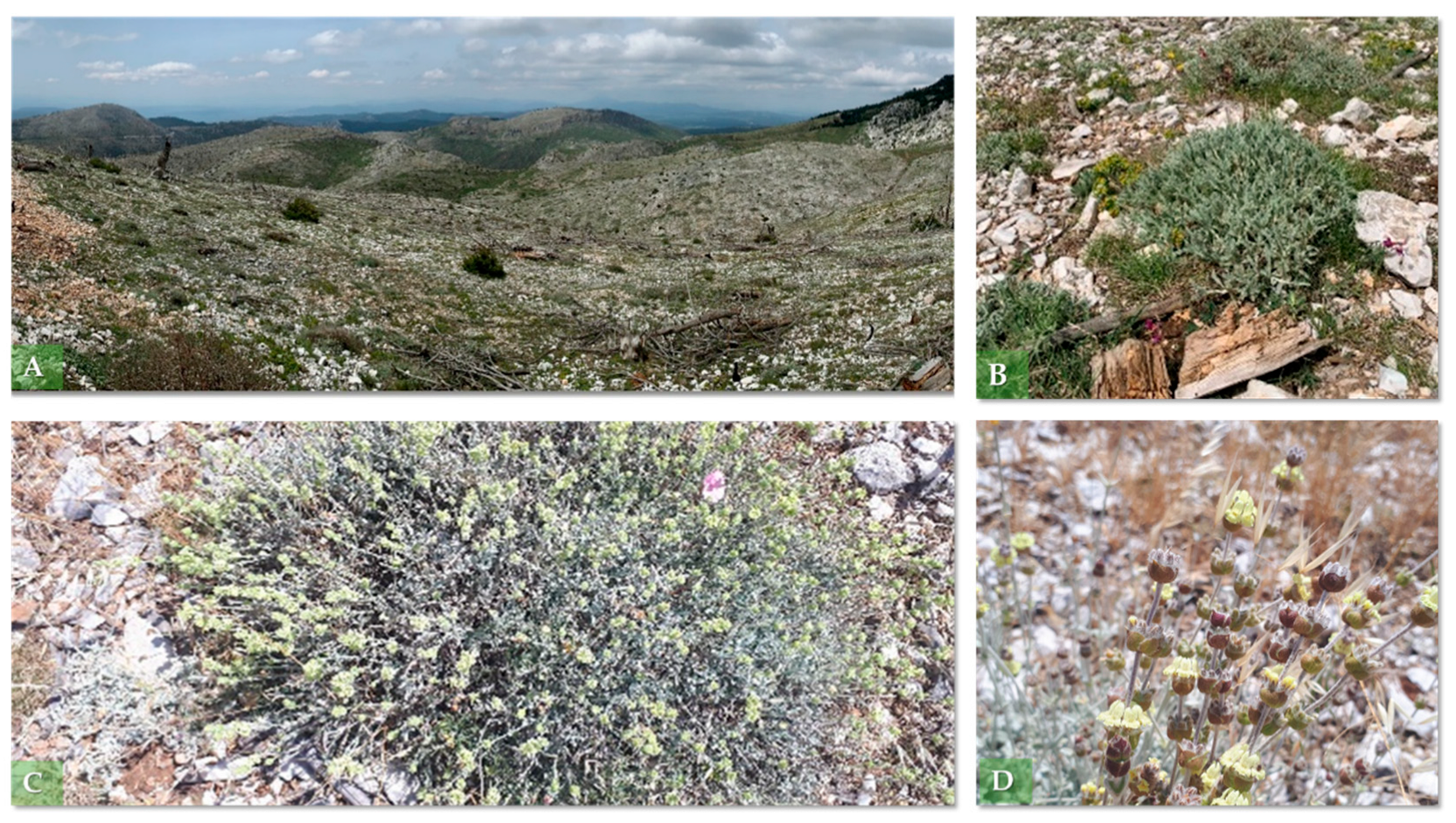 Horticulturae 08 01114 g001