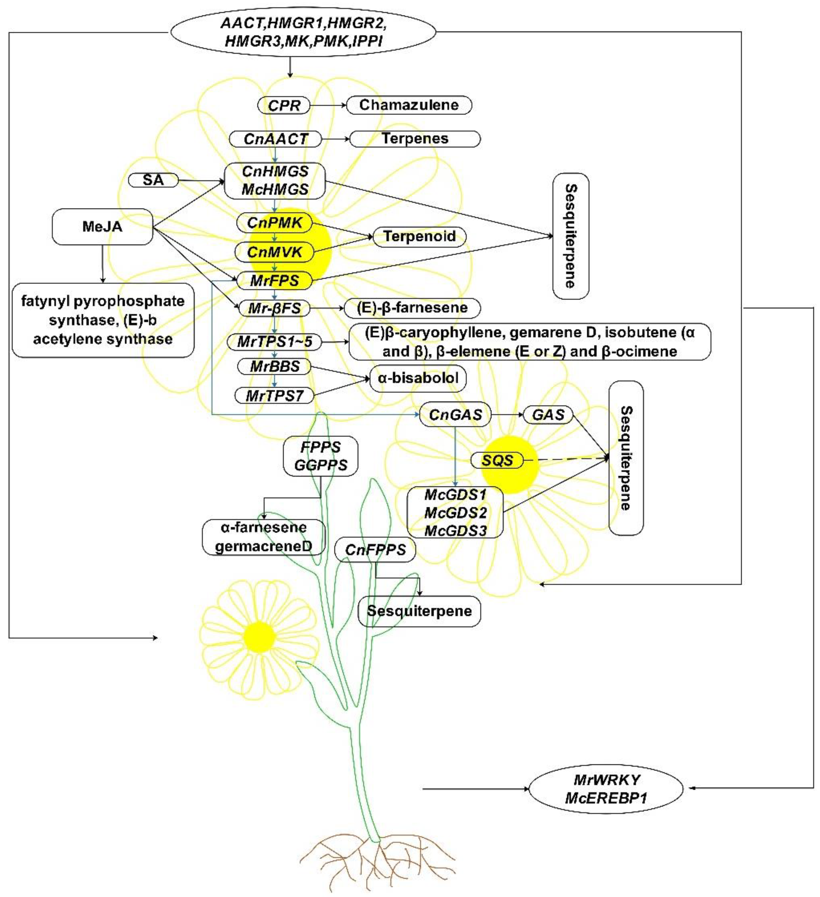 Horticulturae 08 01135 g002