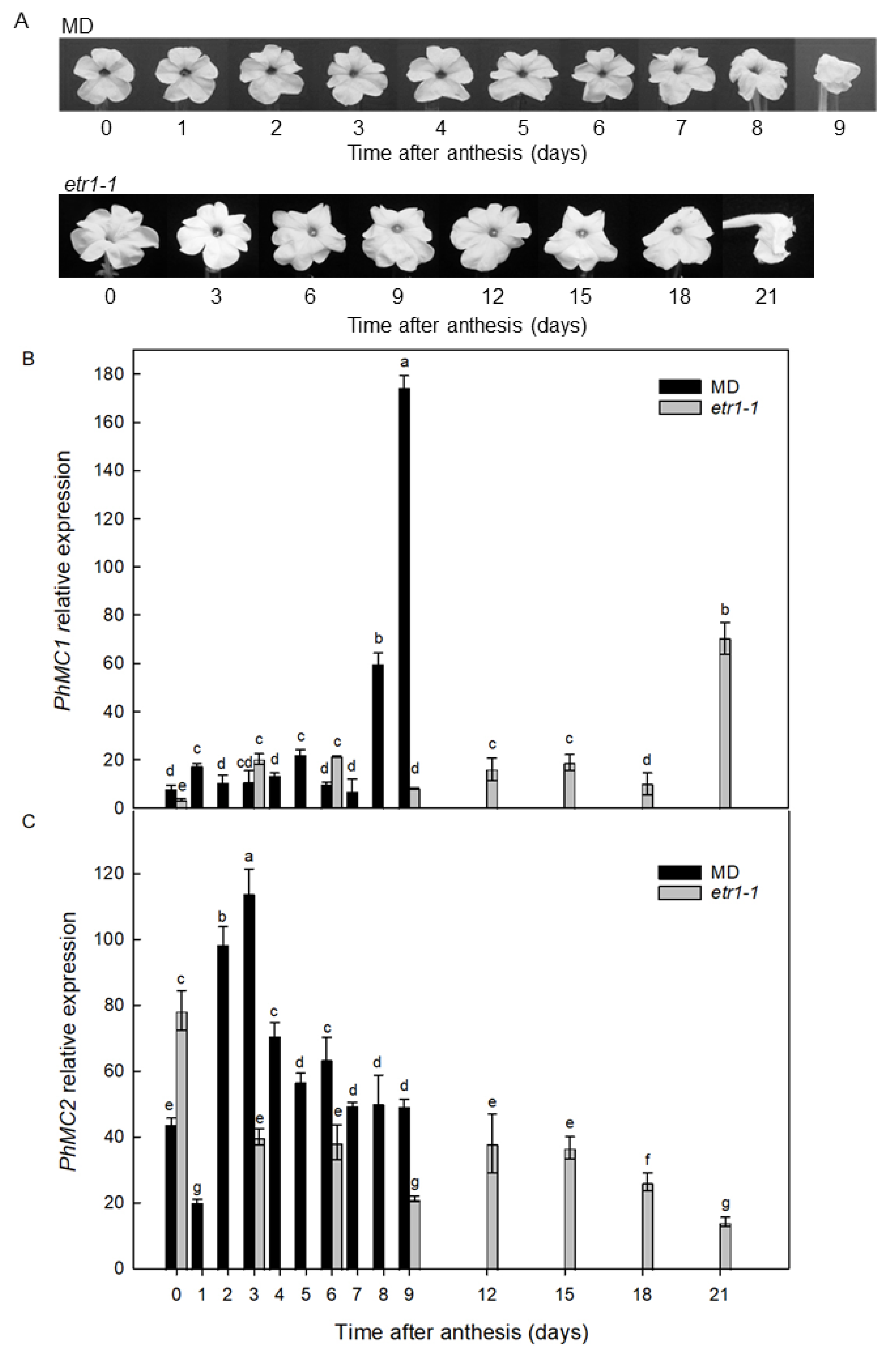 Horticulturae 08 01151 g003