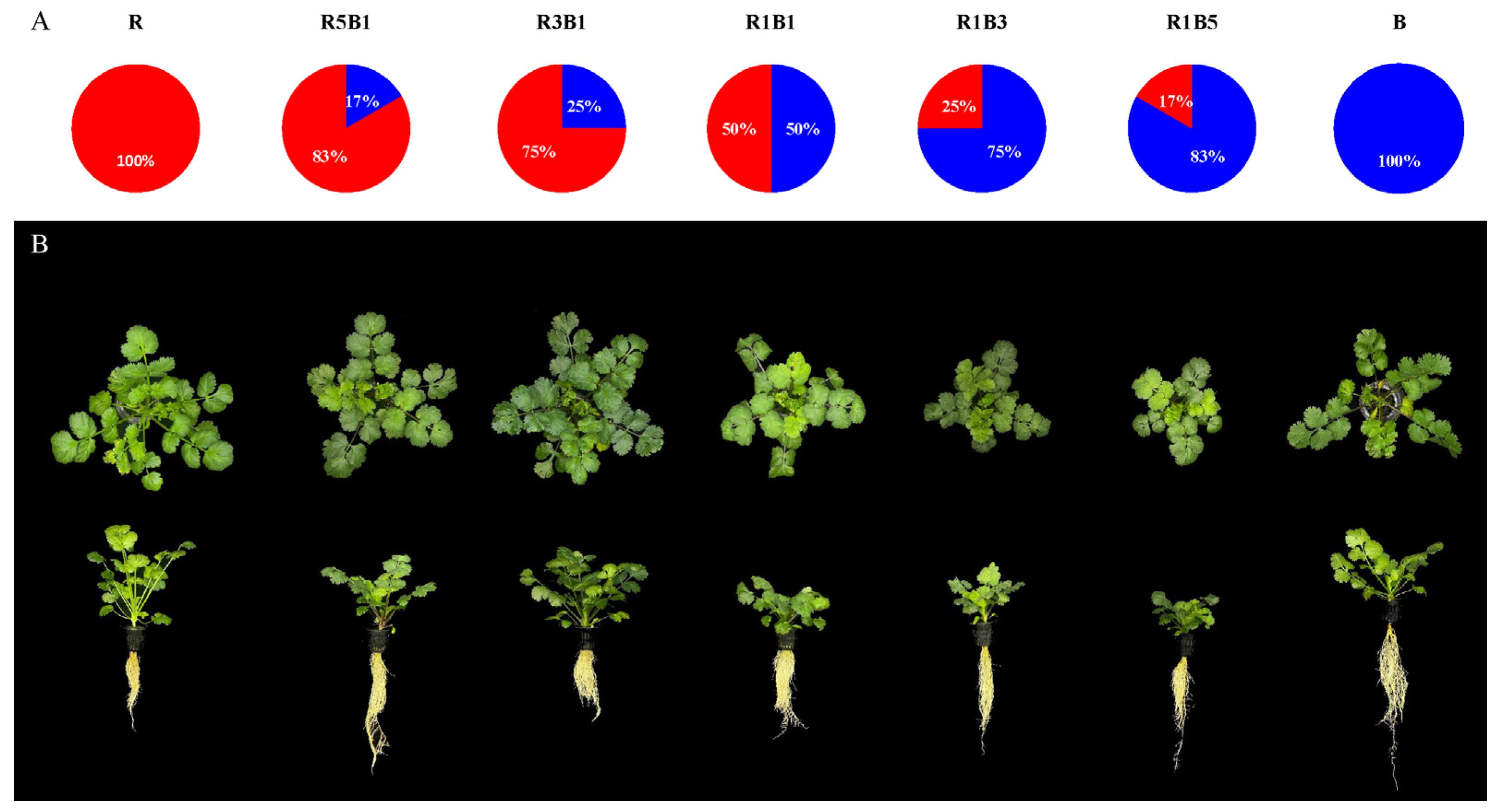 Horticulturae 08 01165 g001 Horticulturae 08 01165 g001