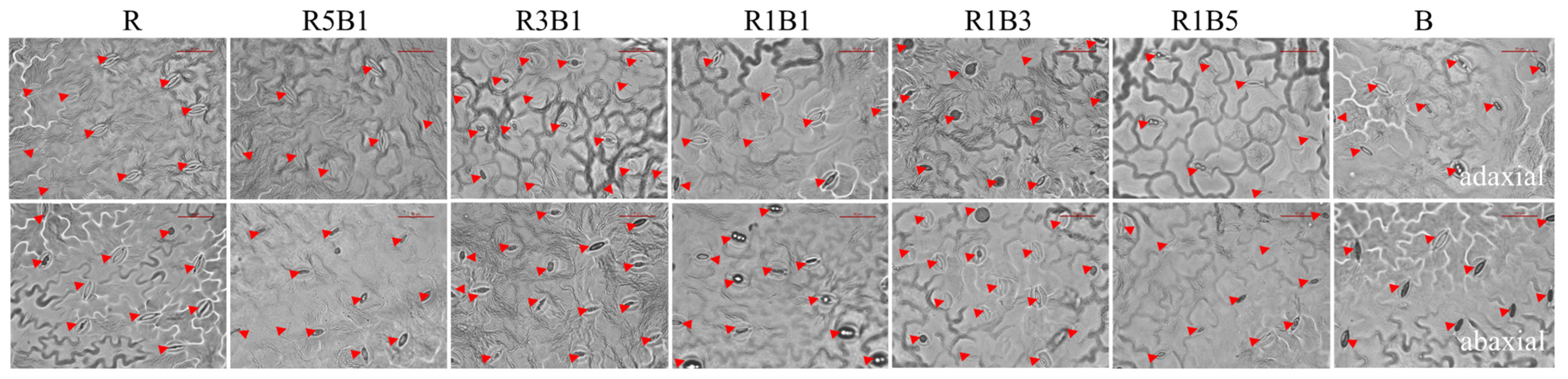 Horticulturae 08 01165 g007 Horticulturae 08 01165 g007