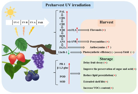 Horticulturae | Free Full-Text | The Effect of Preharvest UV Light