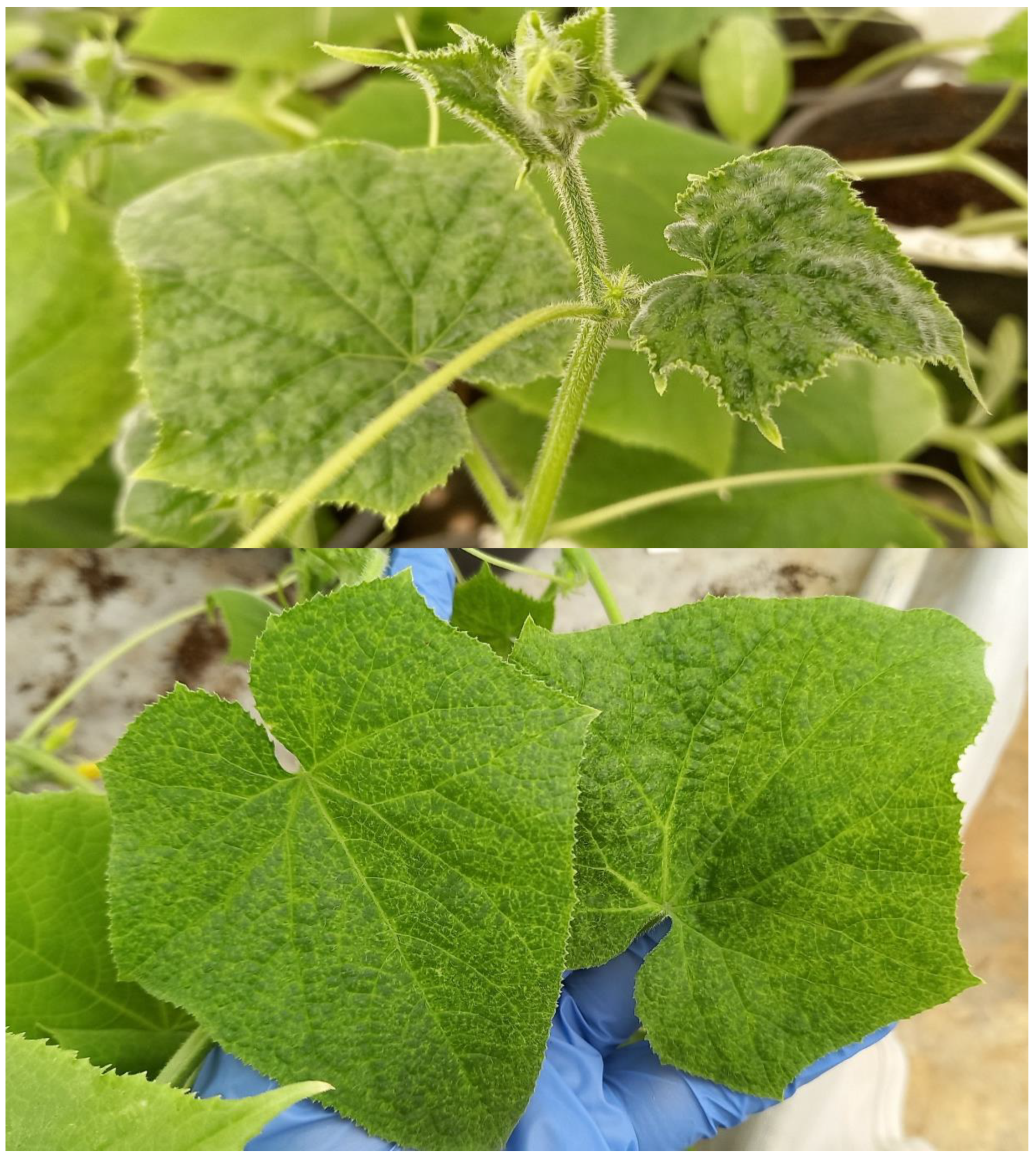 Horticulturae 08 01182 g002