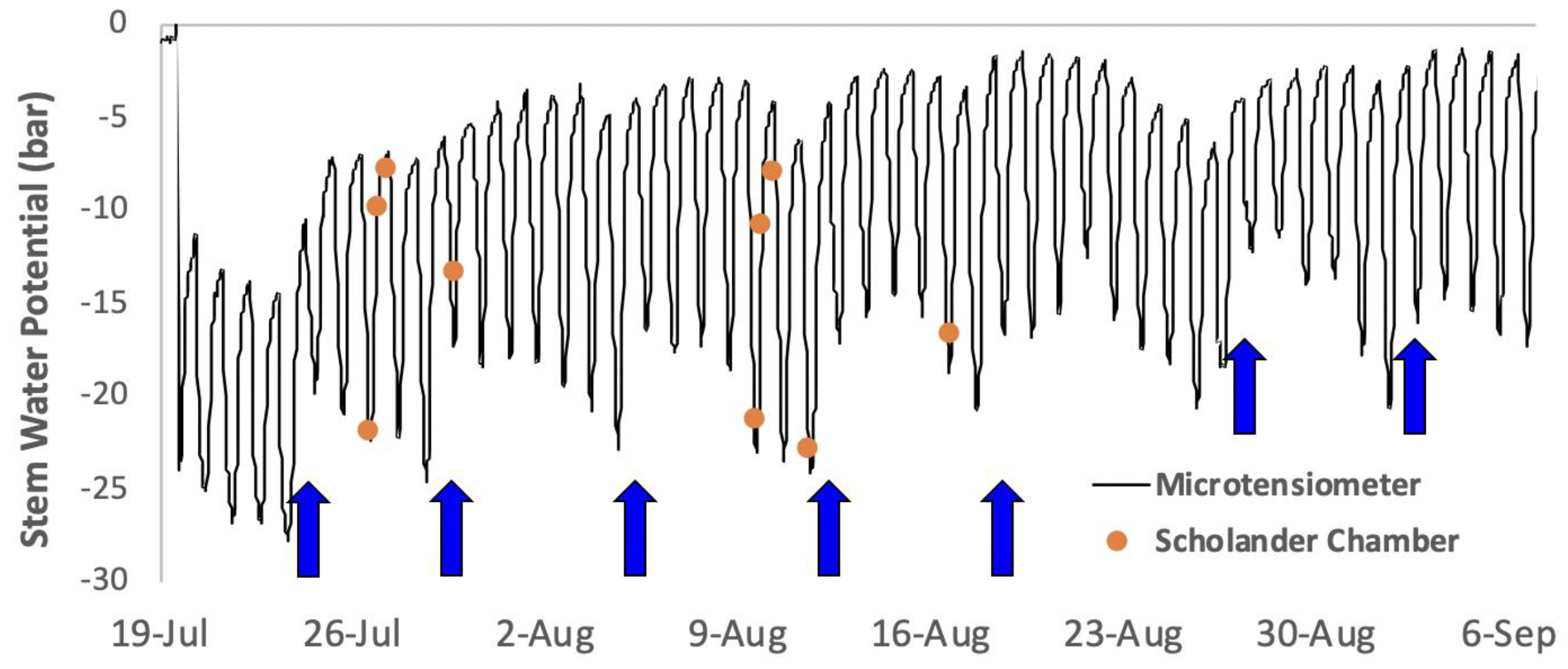 Horticulturae 08 01207 g007 Horticulturae 08 01207 g007