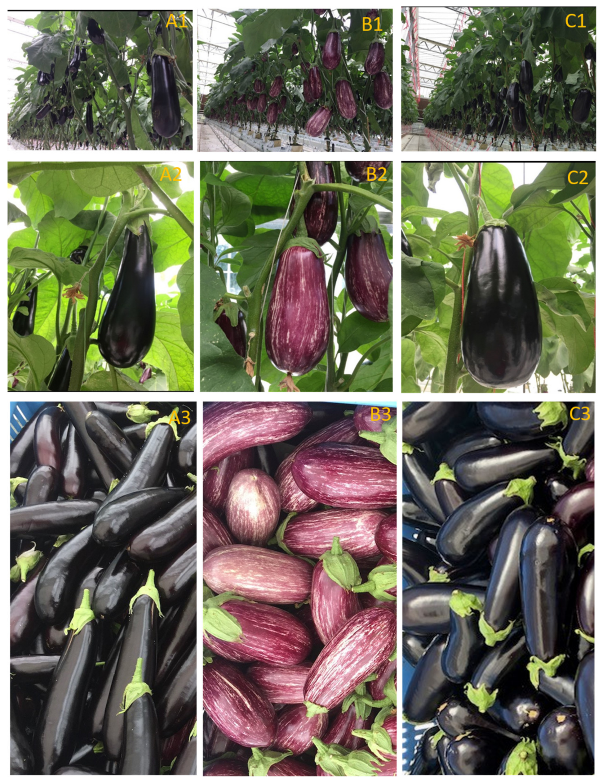 Horticulturae 09 00019 g004