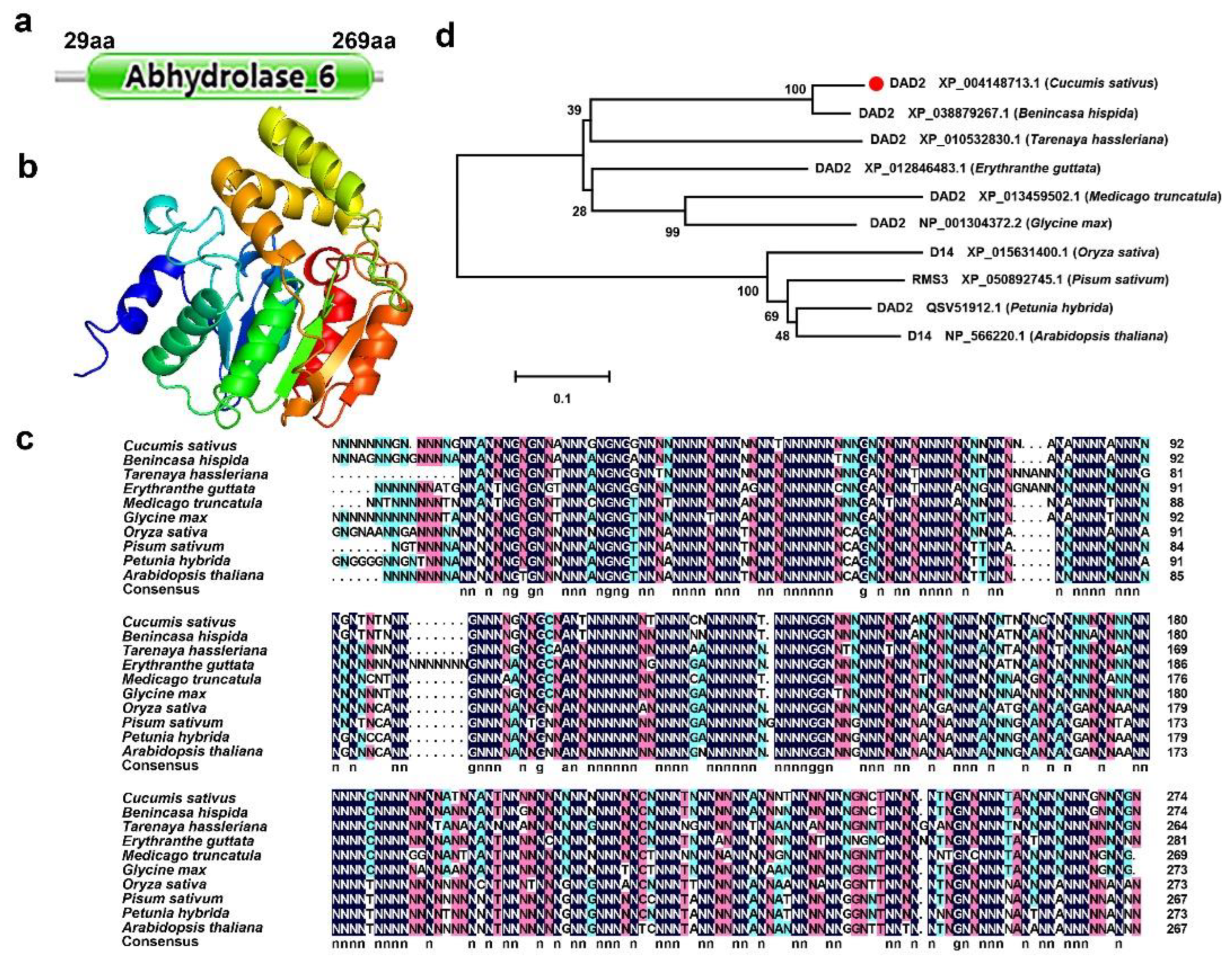 Horticulturae | Free Full-Text | Cucumber Strigolactone Receptor CsDAD2 and  GA3 Interact to Regulate Shoot Branching in Arabidopsis thaliana L.