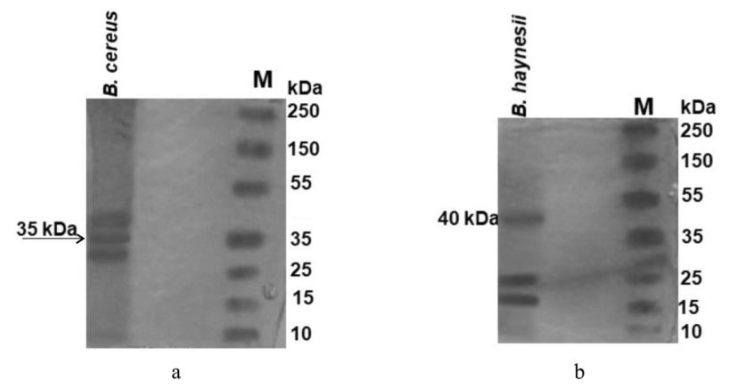 Horticulturae 09 00046 g004 Horticulturae 09 00046 g004