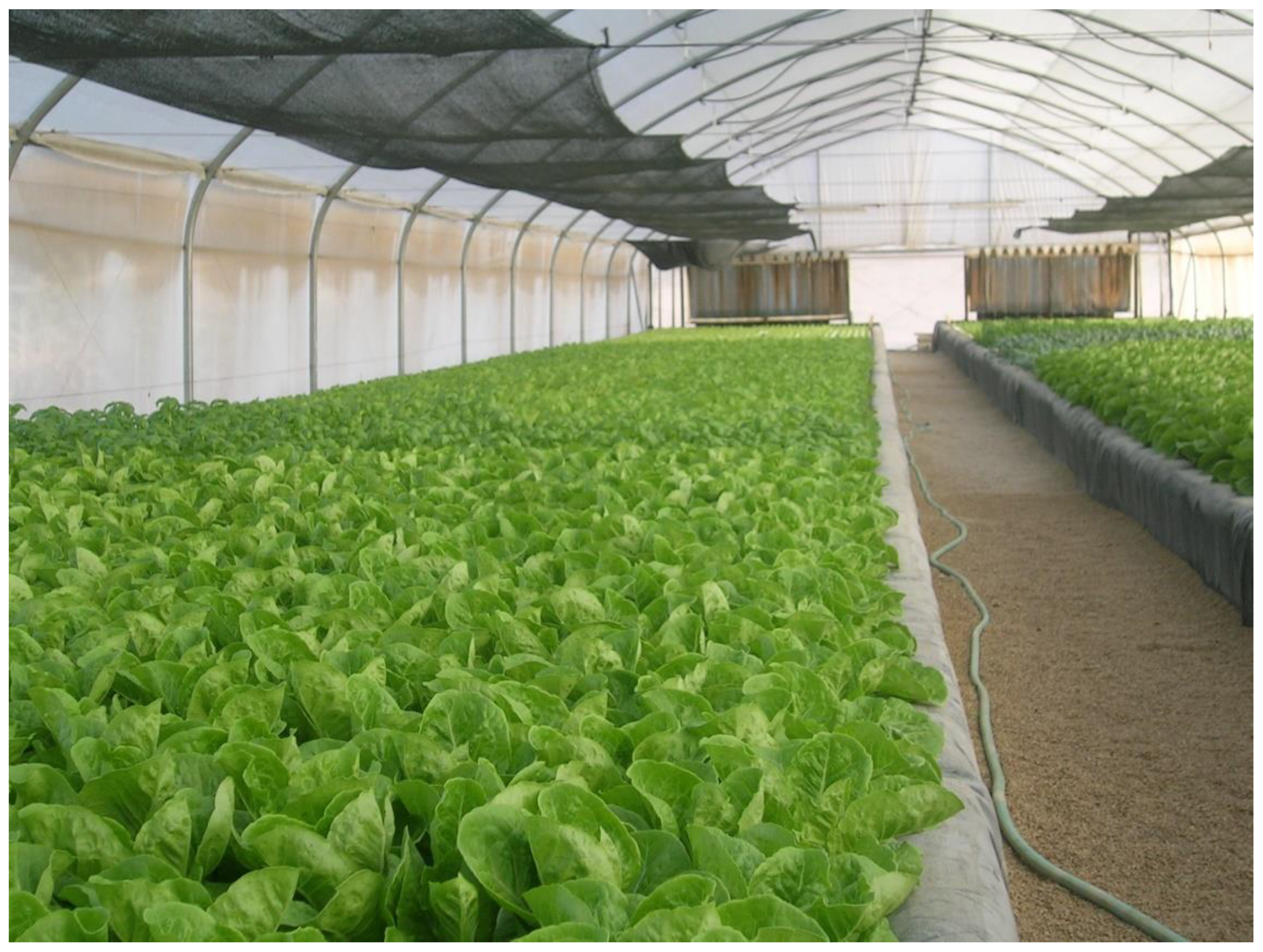 Economic feasibility of adopting a hydroponics system on substrate