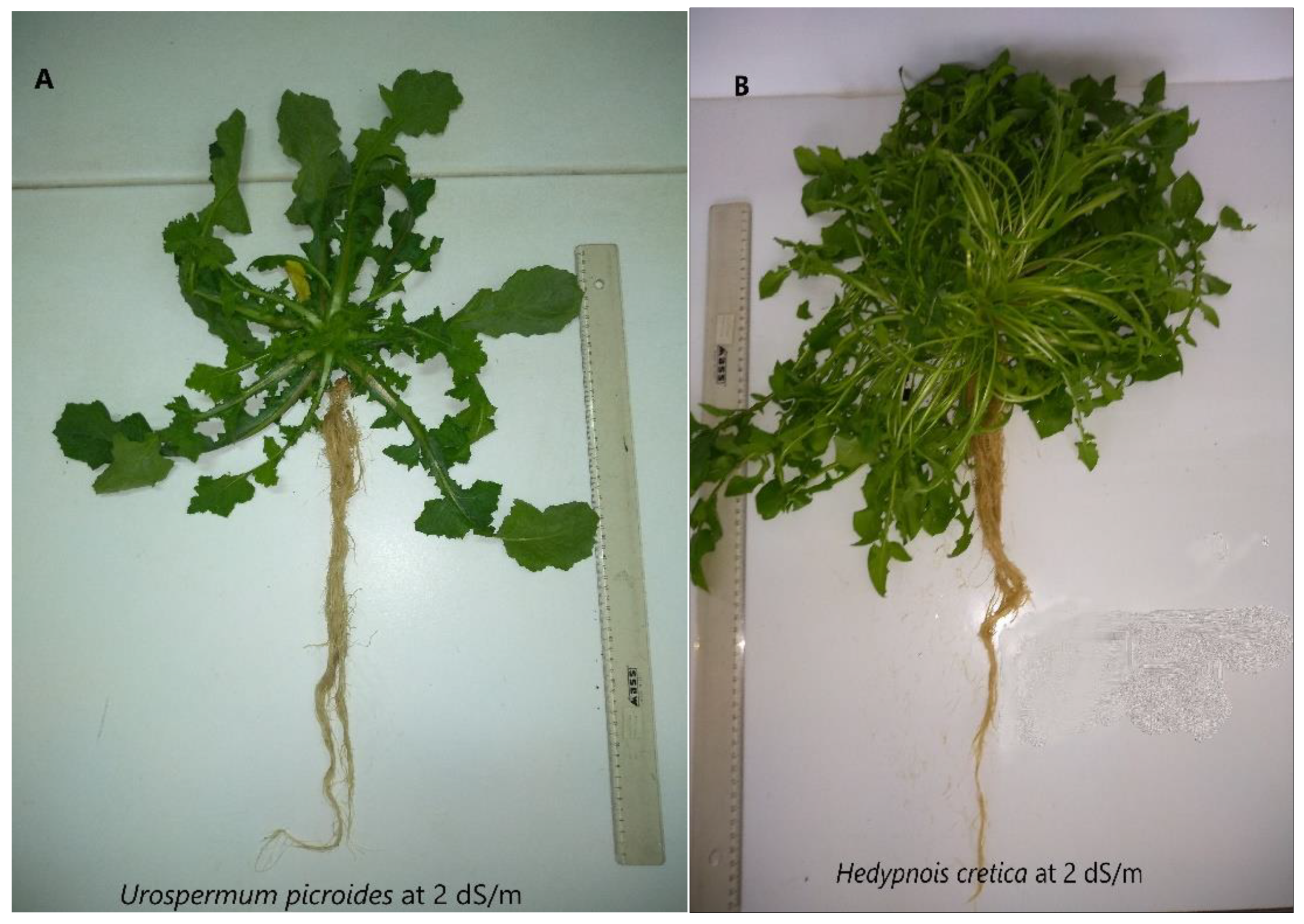 Horticulturae 09 00065 g001 Horticulturae 09 00065 g001