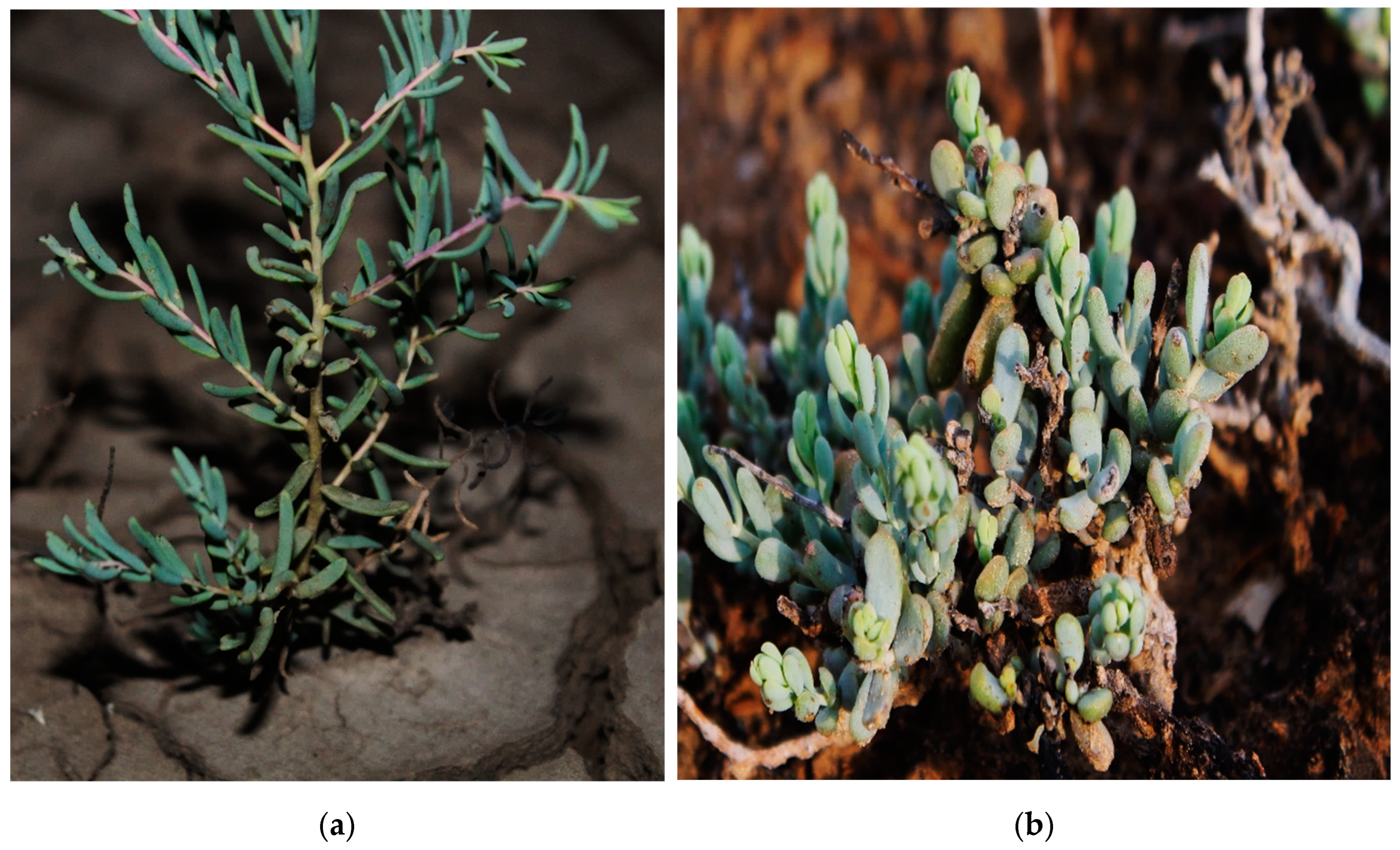 Horticulturae 09 00074 g001 Horticulturae 09 00074 g001