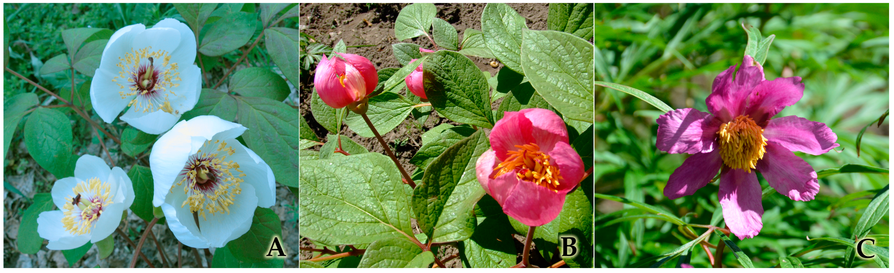 Horticulturae 09 00102 g001 Horticulturae 09 00102 g001