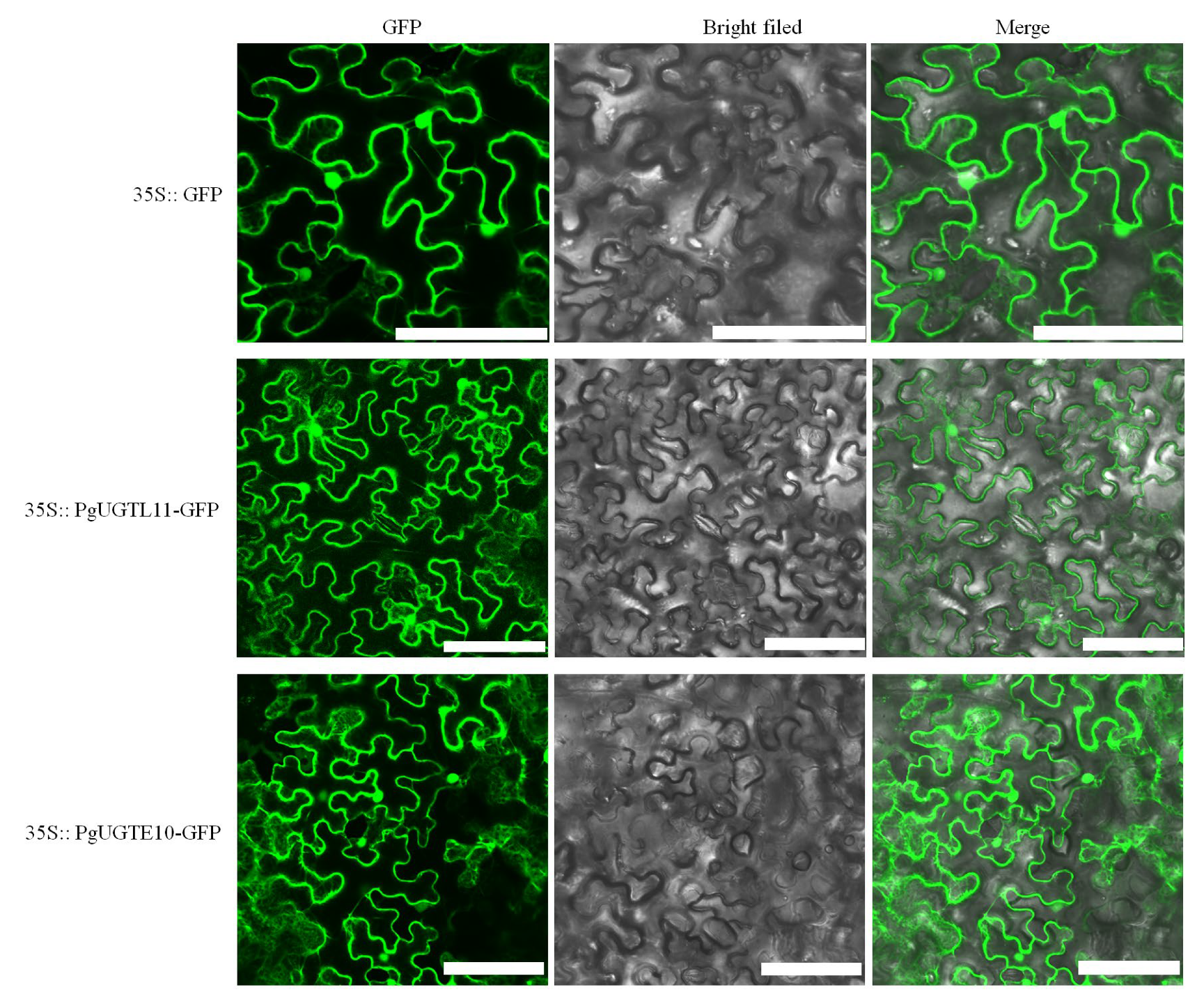 Horticulturae 09 00119 g008 Horticulturae 09 00119 g008